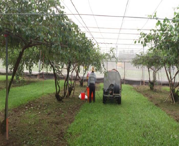 棗園果實膨大期需同時進行地面肥料撒施及液肥澆灌作業，提供足夠肥料供果實生長