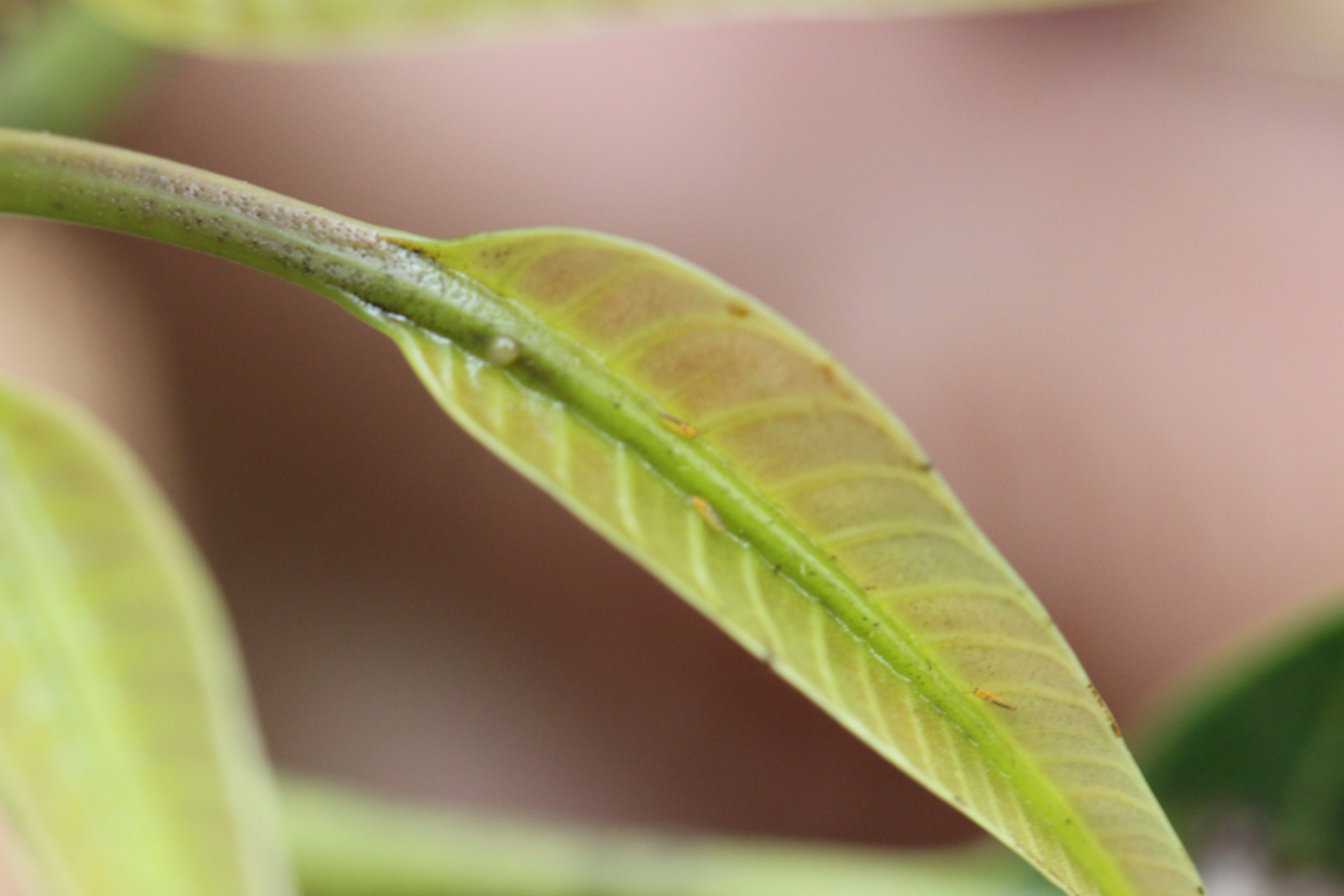 取食芒果新葉的小黃薊馬