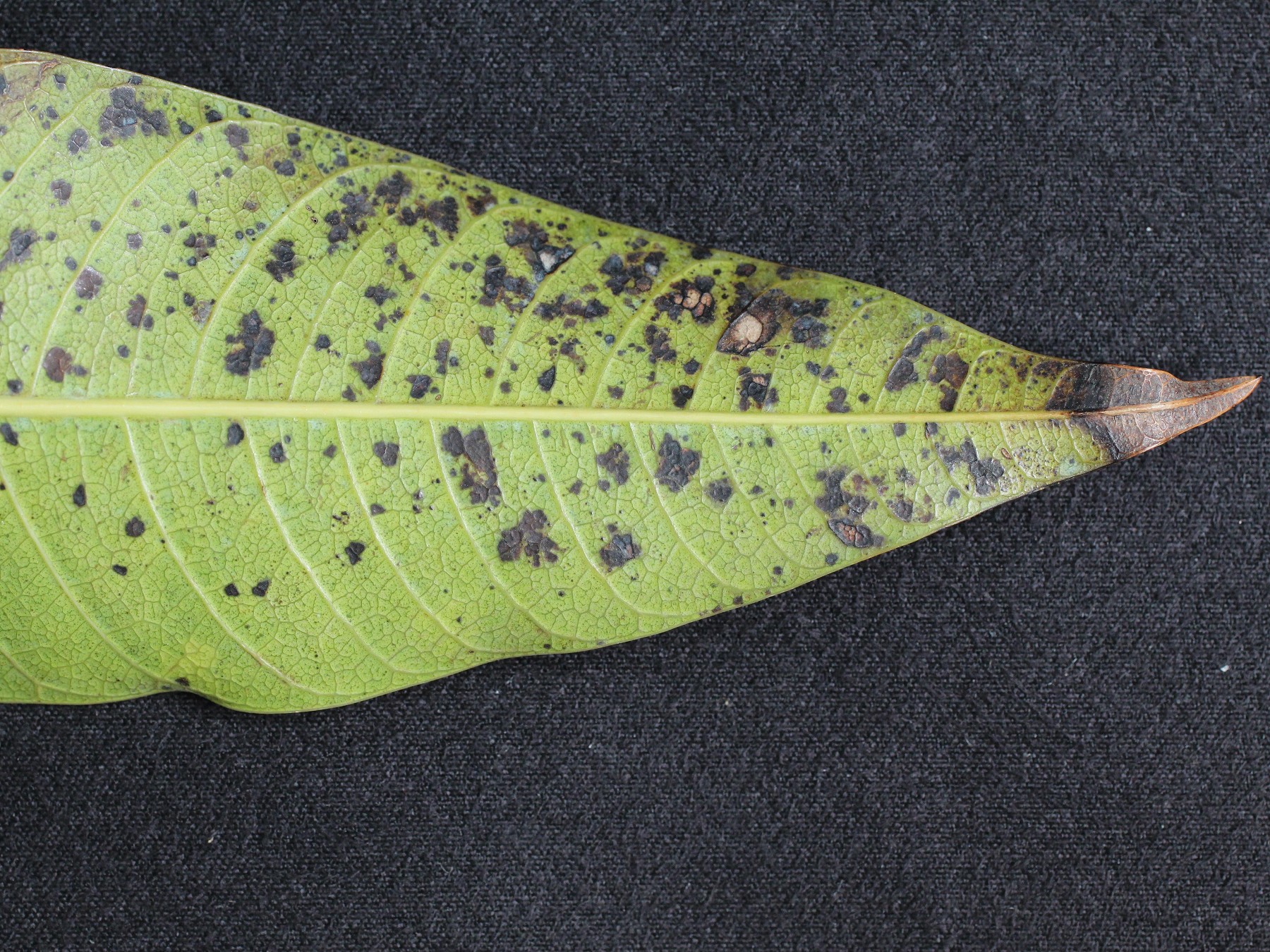 芒果炭疽病葉片危害狀