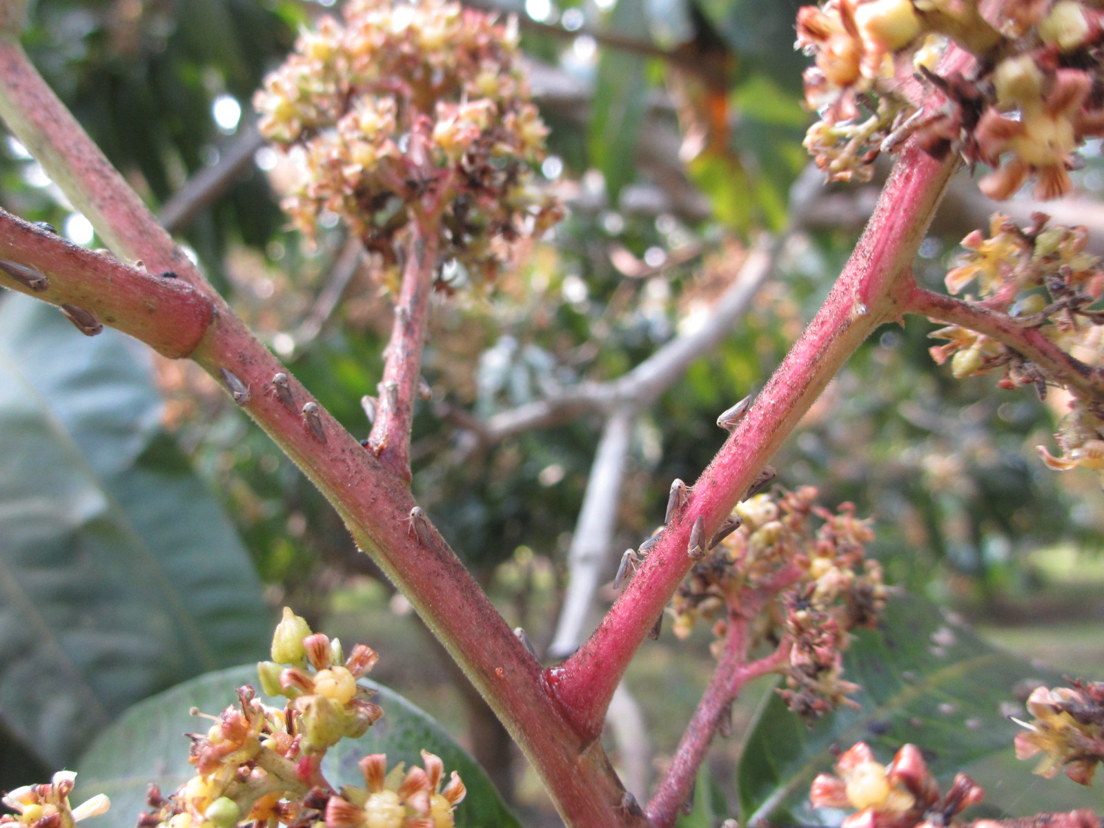 芒果葉蟬危害花穗