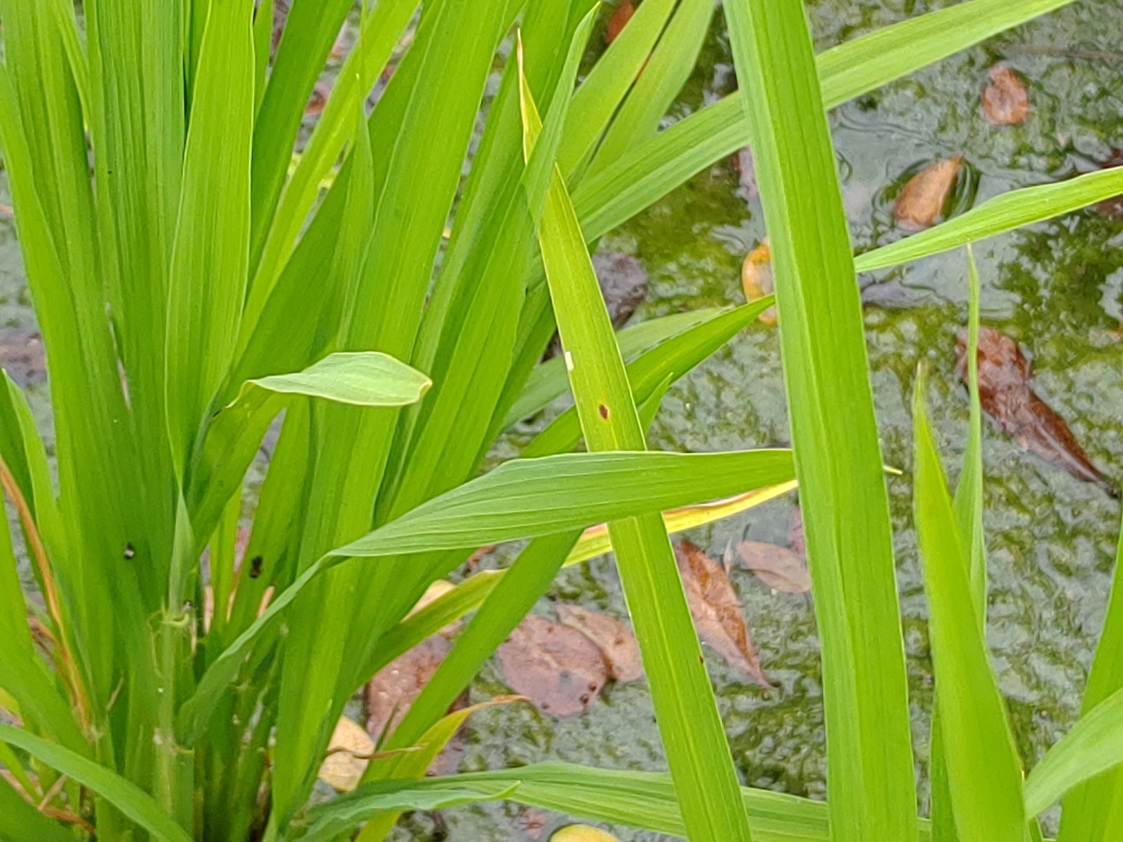 水稻葉稻熱病發生初期病斑