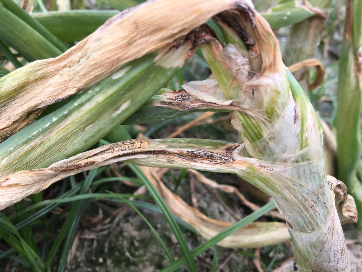 炭疽病感染擴大後葉片乾枯