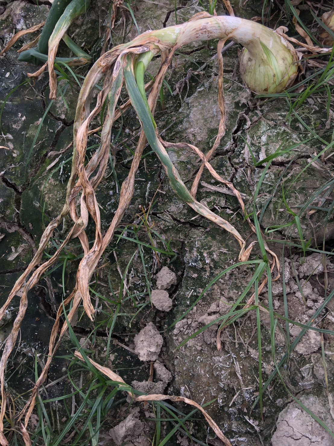 葉片受害嚴重時全株乾枯，蔥球後續成長將明顯受到限制。