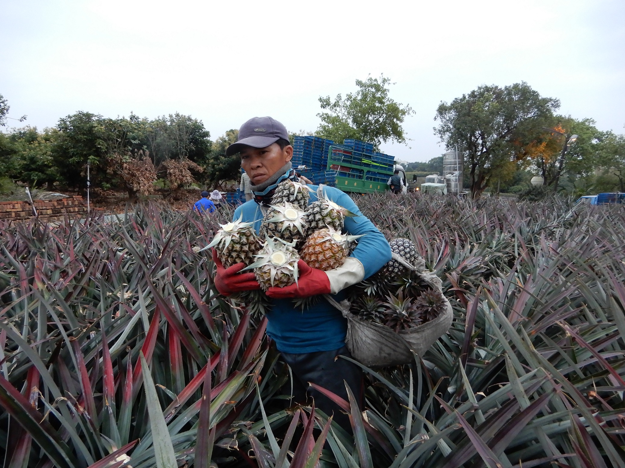 人工採收搬運情形