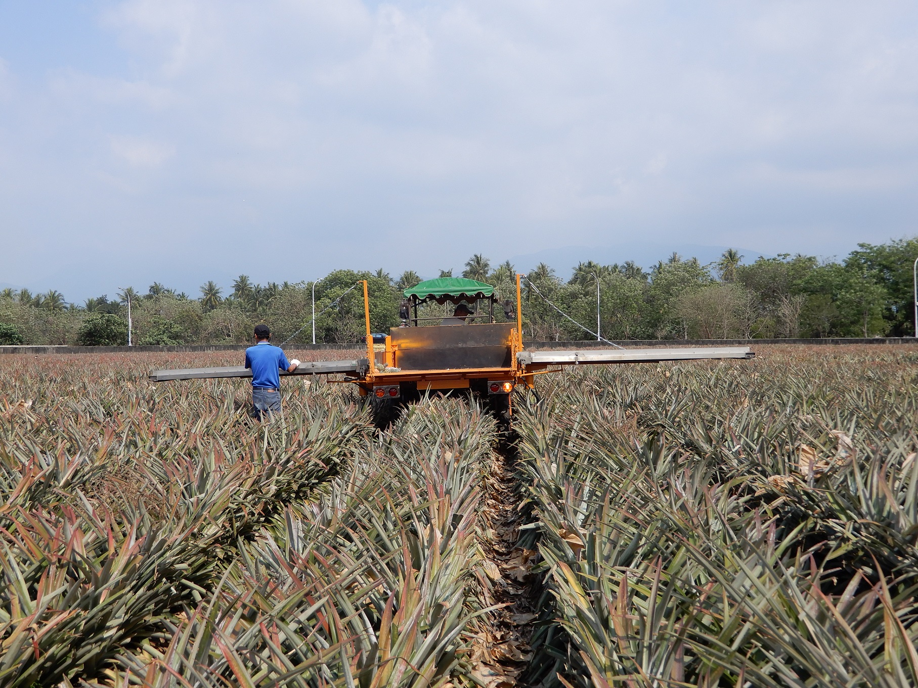 鳳梨收穫輔助機械田間作業情形 鳳梨收穫輔助機械田間作業情形