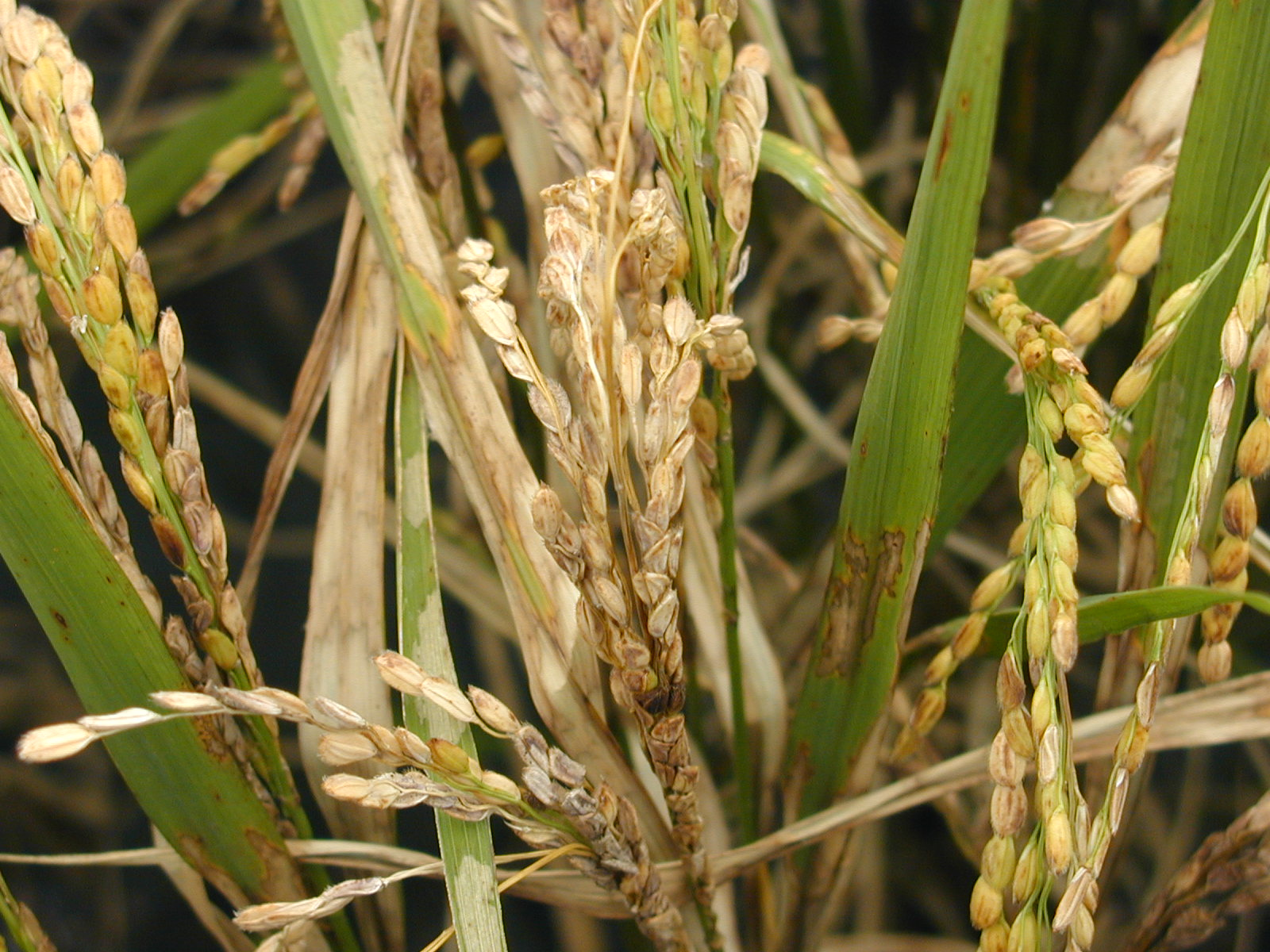 稻熱病感染穀粒，造成「白穗」之症狀，嚴重時使穀粒不充實或不稔