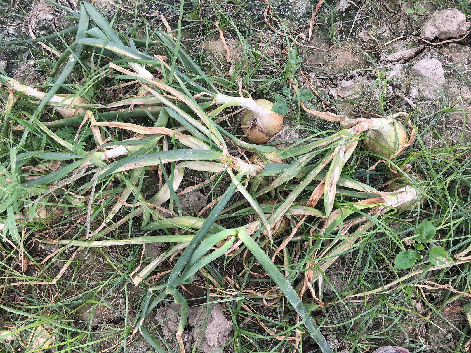 蔥葉受害嚴重乾枯，影響蔥球成長。