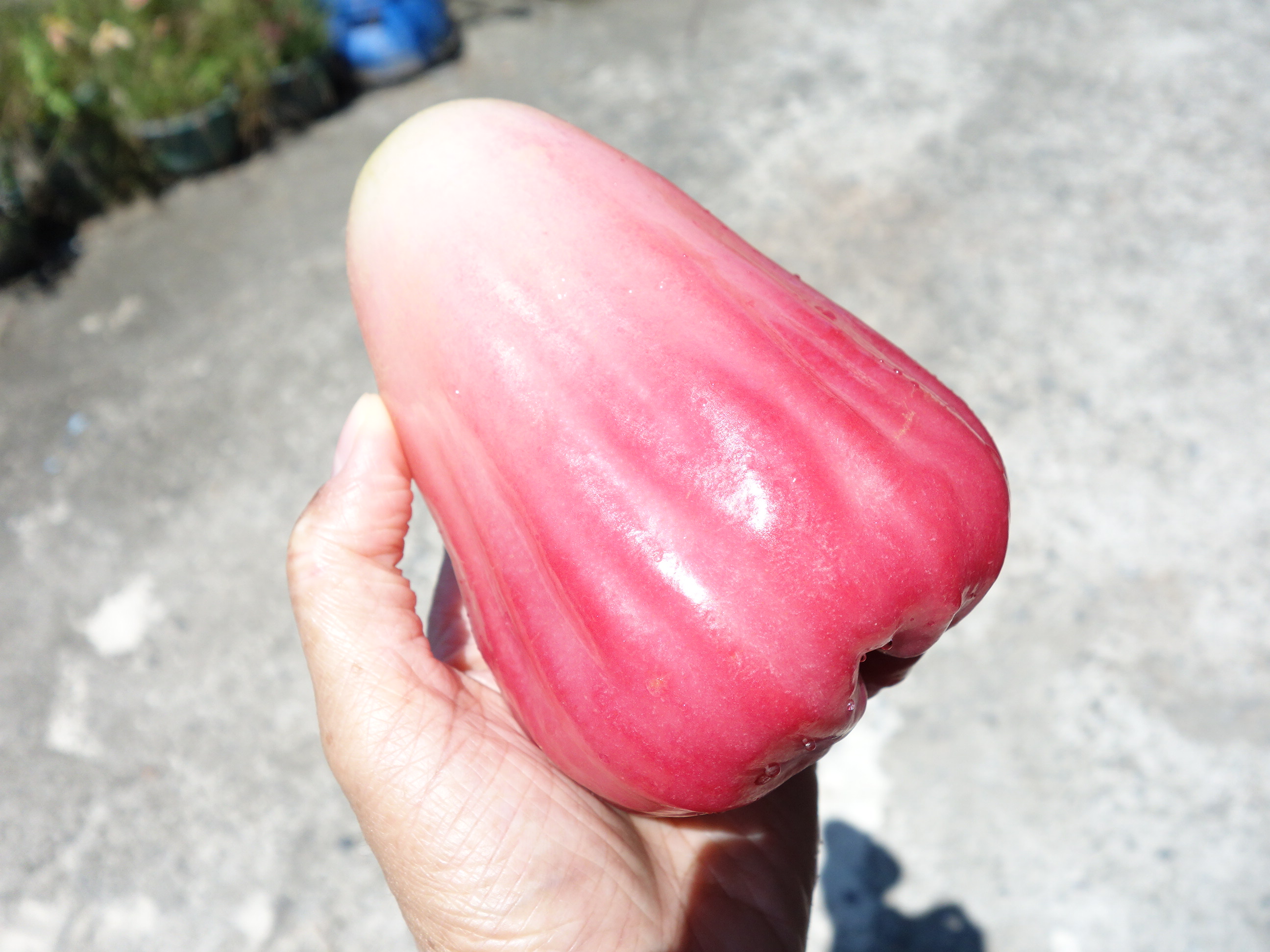 蓮霧‘高雄2號-春之桃’果形碩大飽滿，平均單果重為250公克，最大可超過500公克。