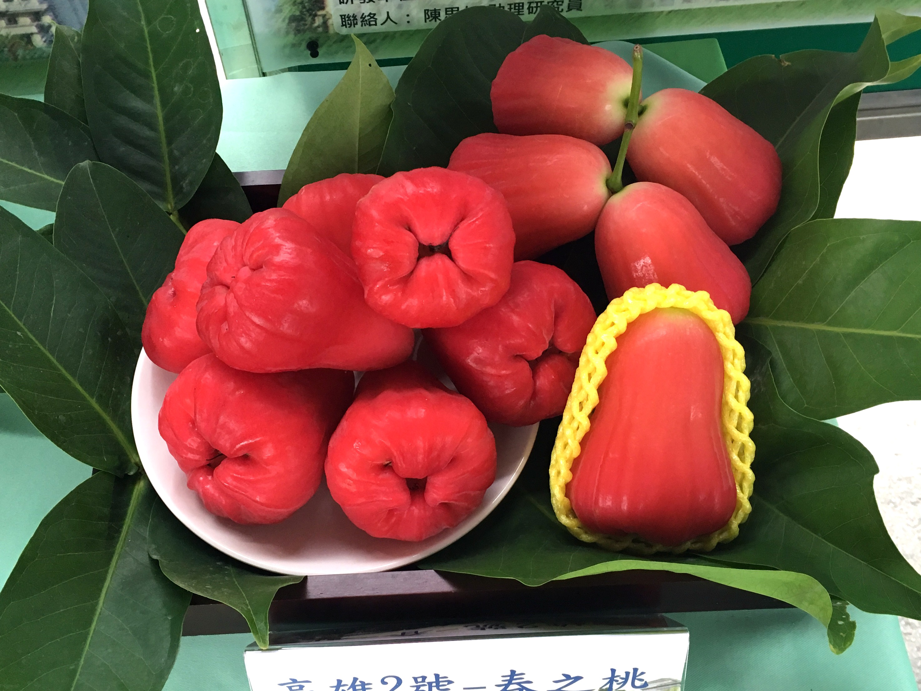 蓮霧‘高雄2號-春之桃’產期為1月至6月,果皮色澤在冬春季為深桃紅色。