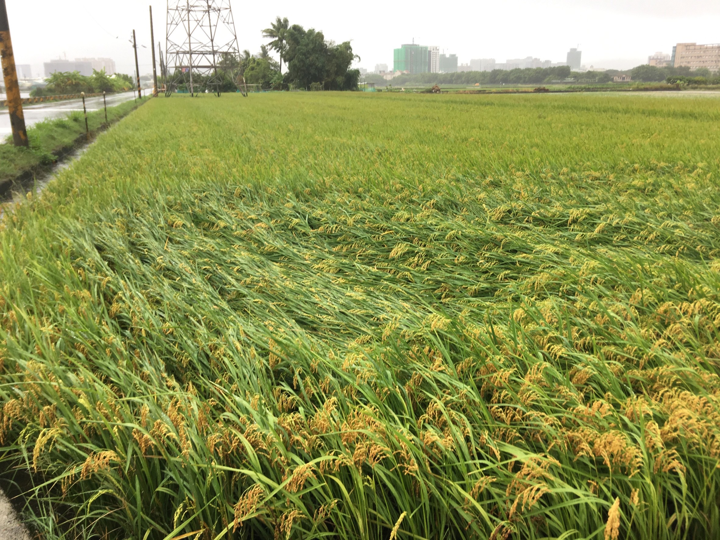 豪雨過後水稻發生倒伏現象，應加強田間排水、適時收穫