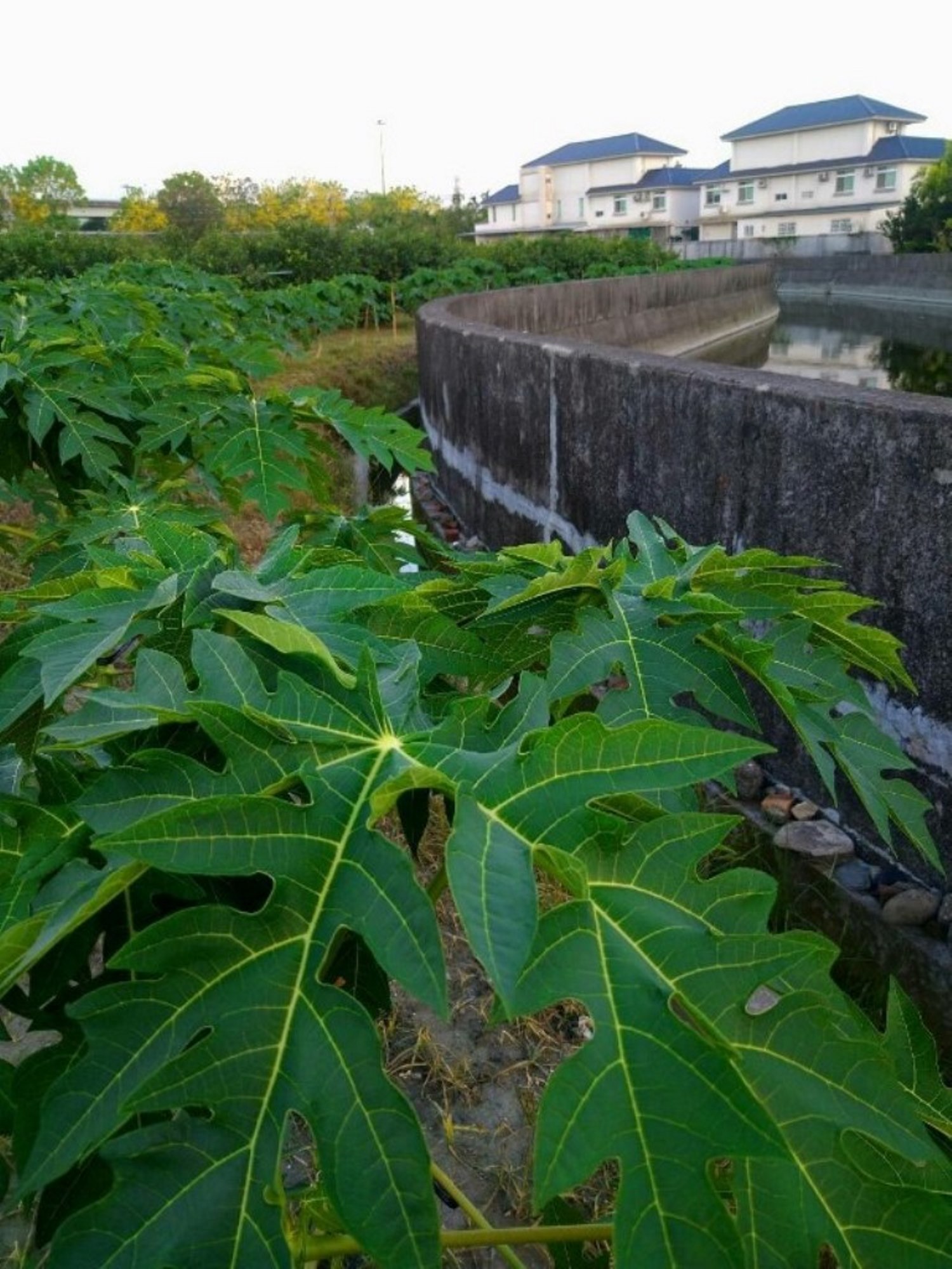 若田區排水不易，應用抽水工具協助排水。