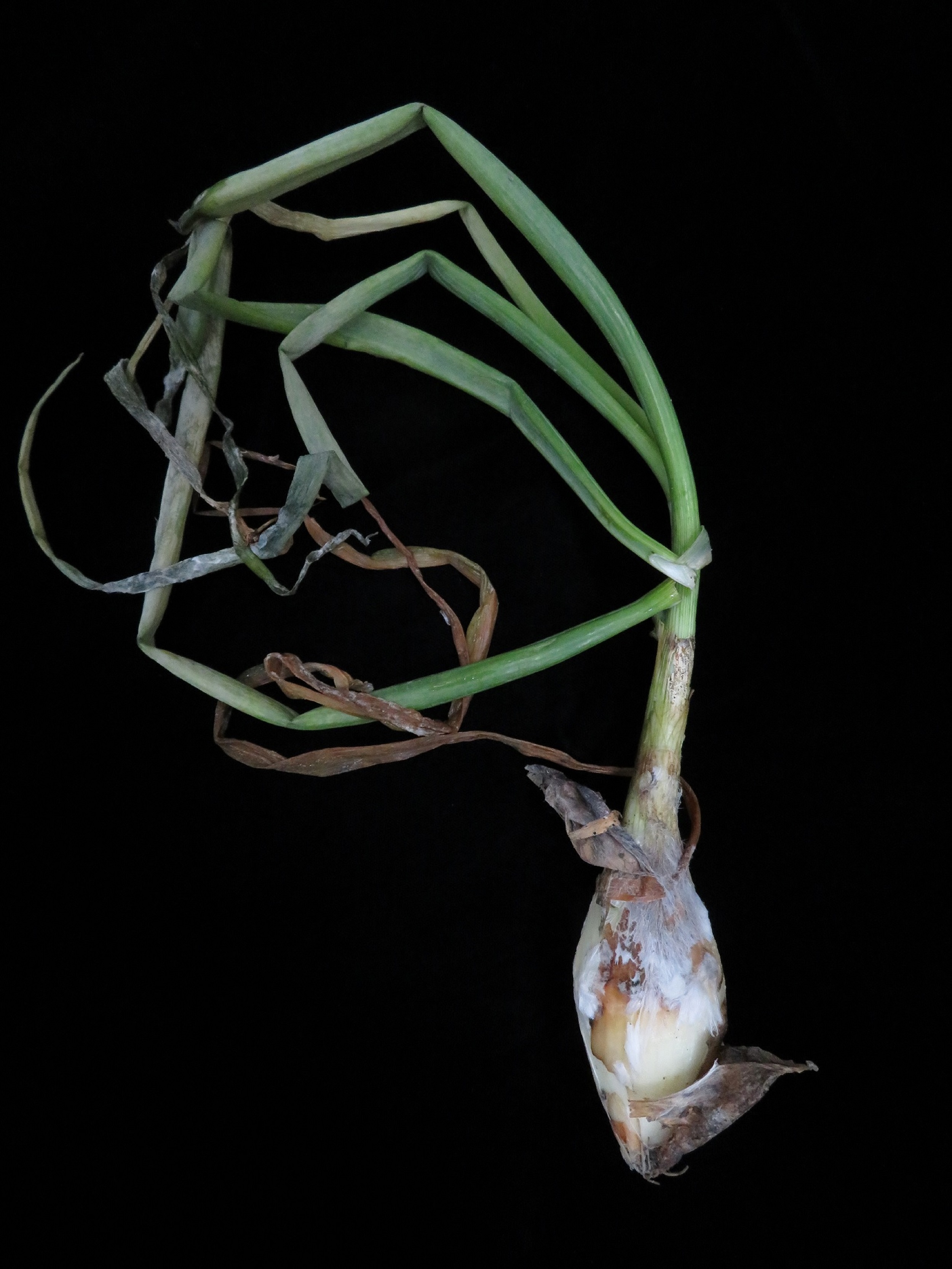 白絹病危害處可見白色菌絲束纏繞