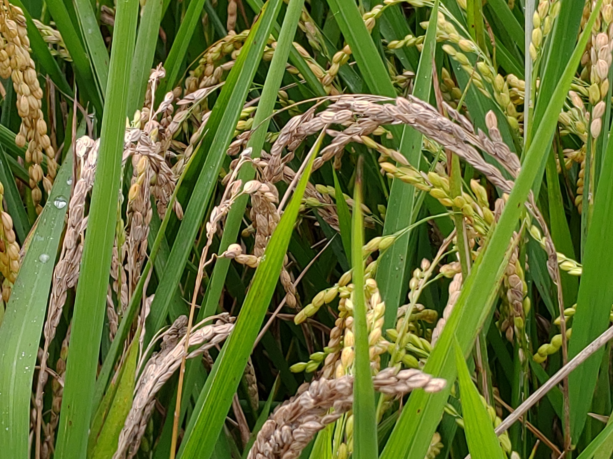 穗稻熱病可造成稻穗白化乾枯而減產