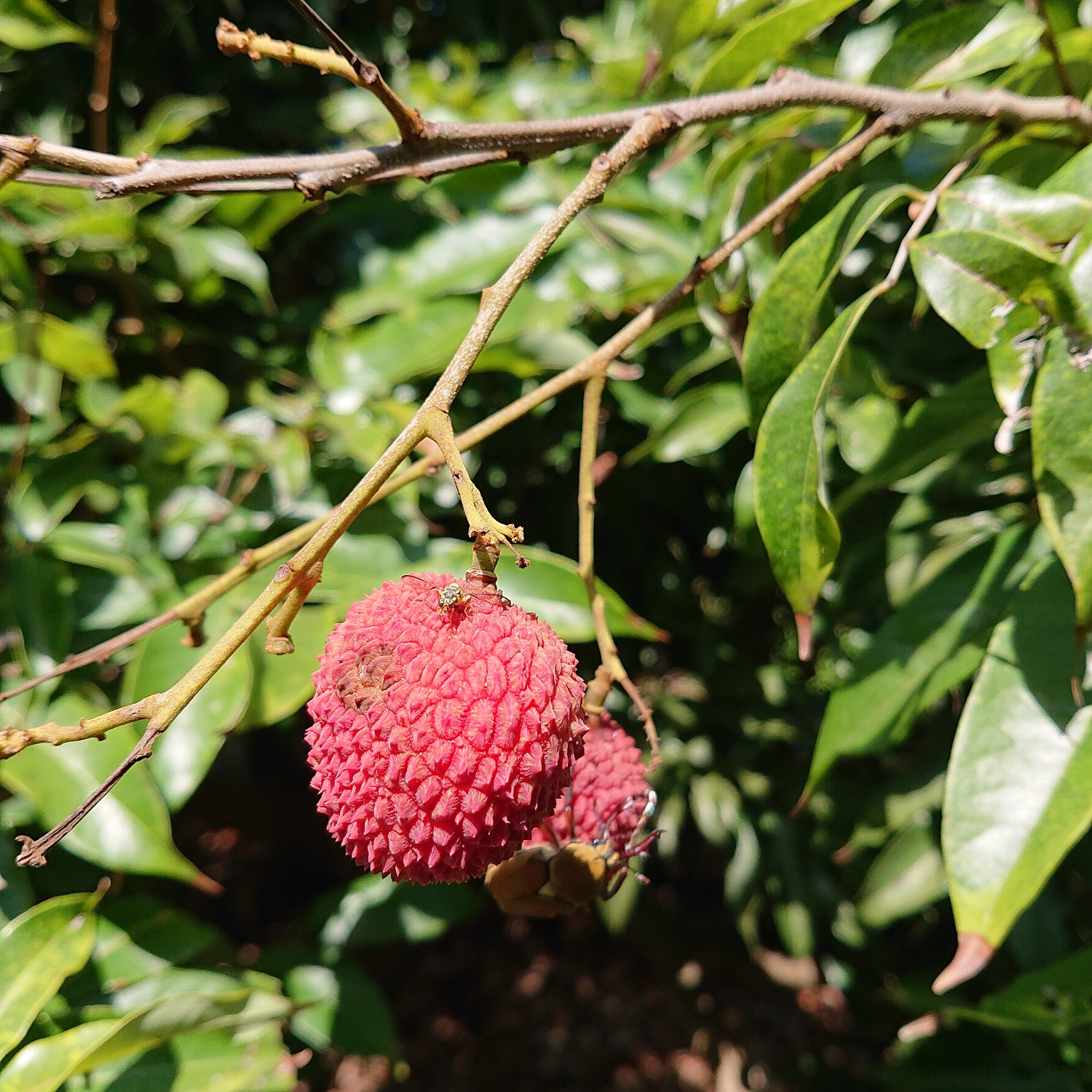 荔枝上的果實蠅