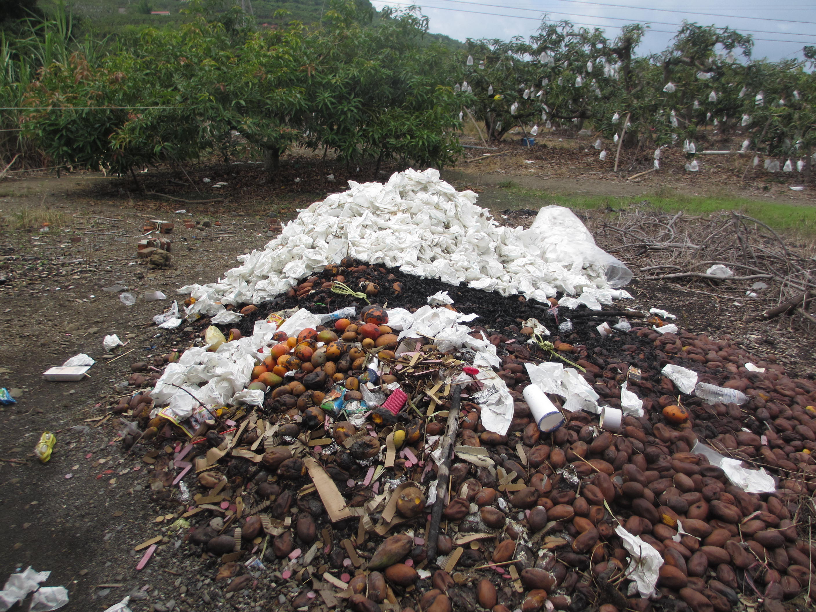 劣果直接丟棄於田間易成為果實蠅滋生溫床