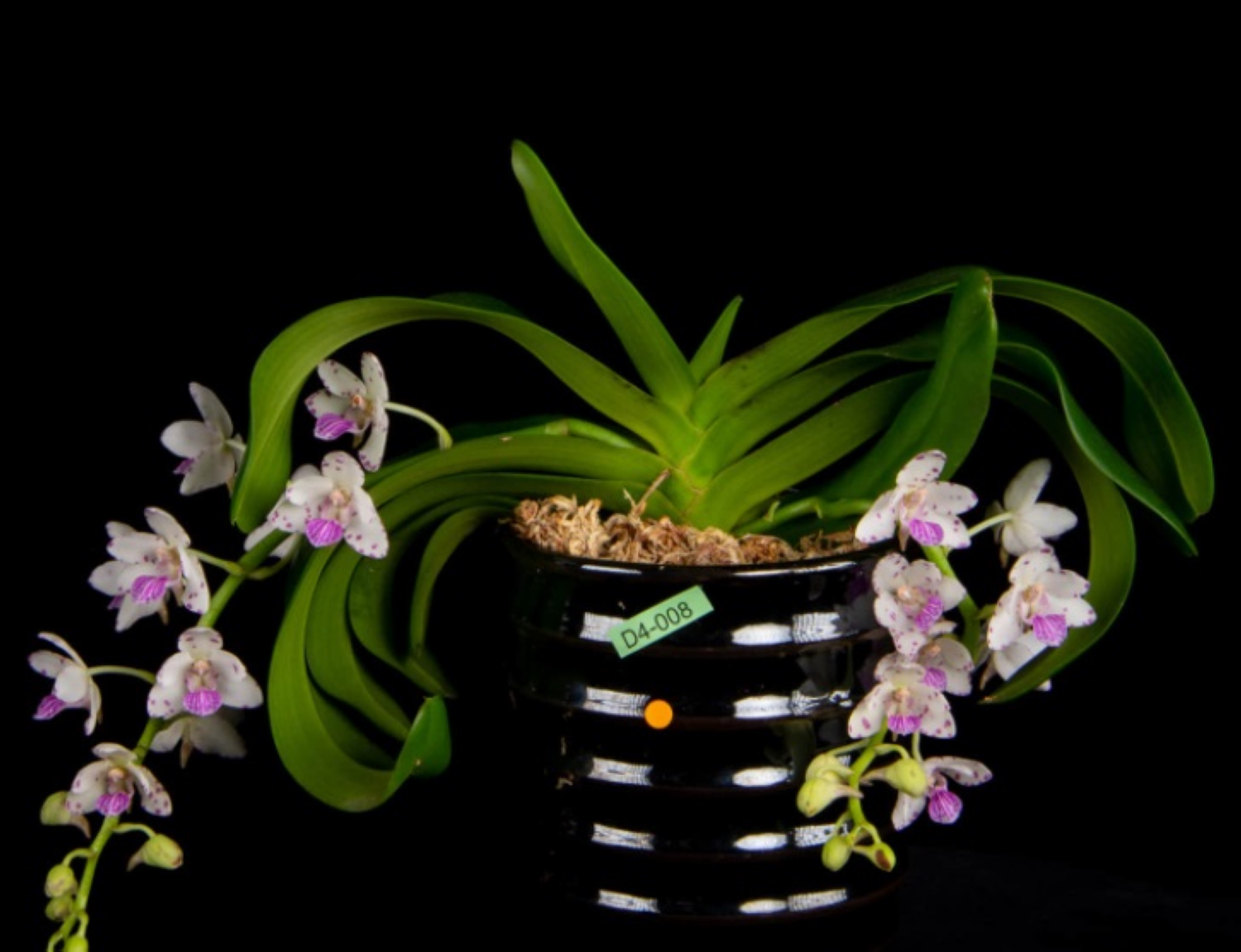 高雄區農業改良場新奇蘭花～2021世界蘭展雲端綻放佳績(高雄區農業改良場)