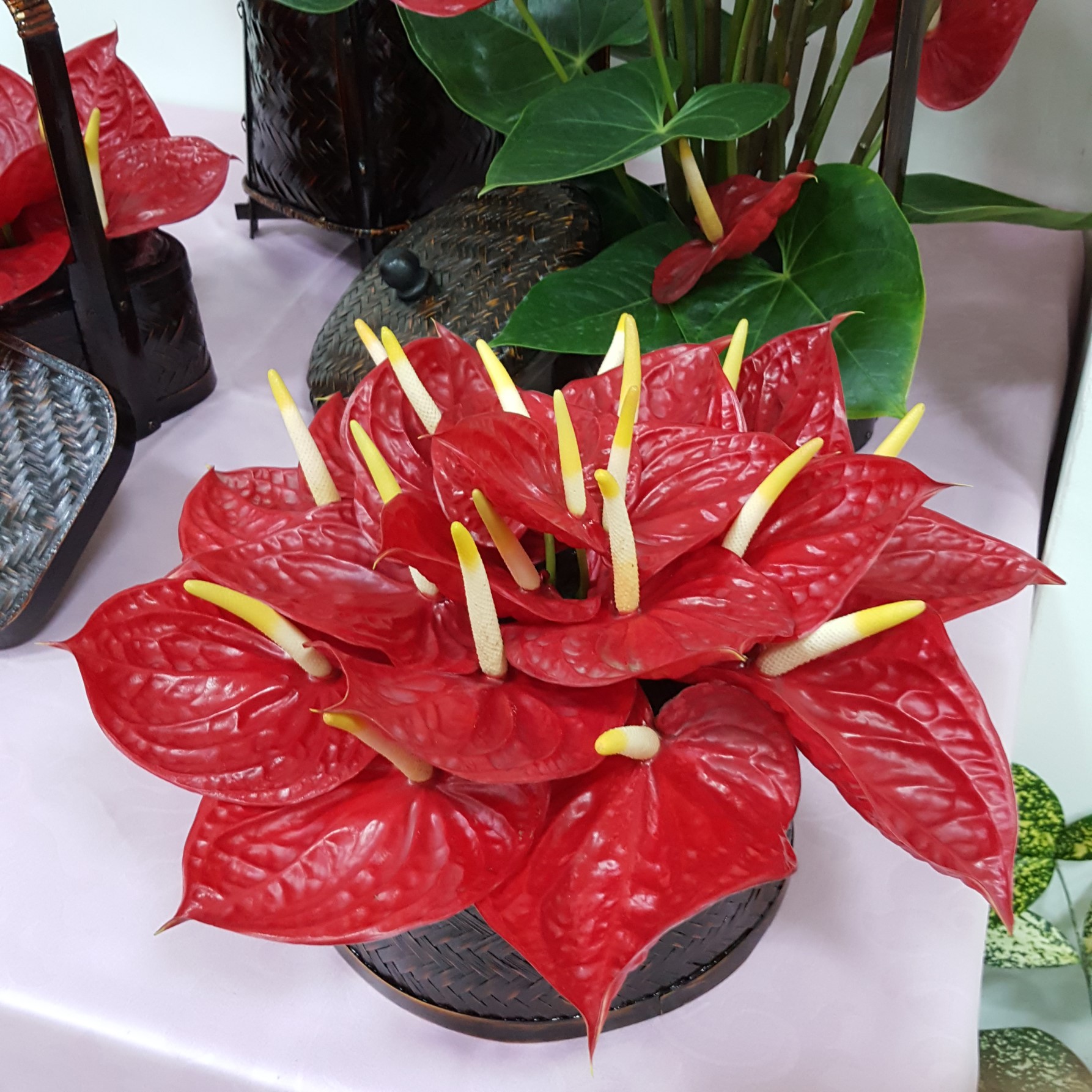高雄場切花火鶴 高雄4號 紅星 品種授權業界利用 高雄區農業改良場