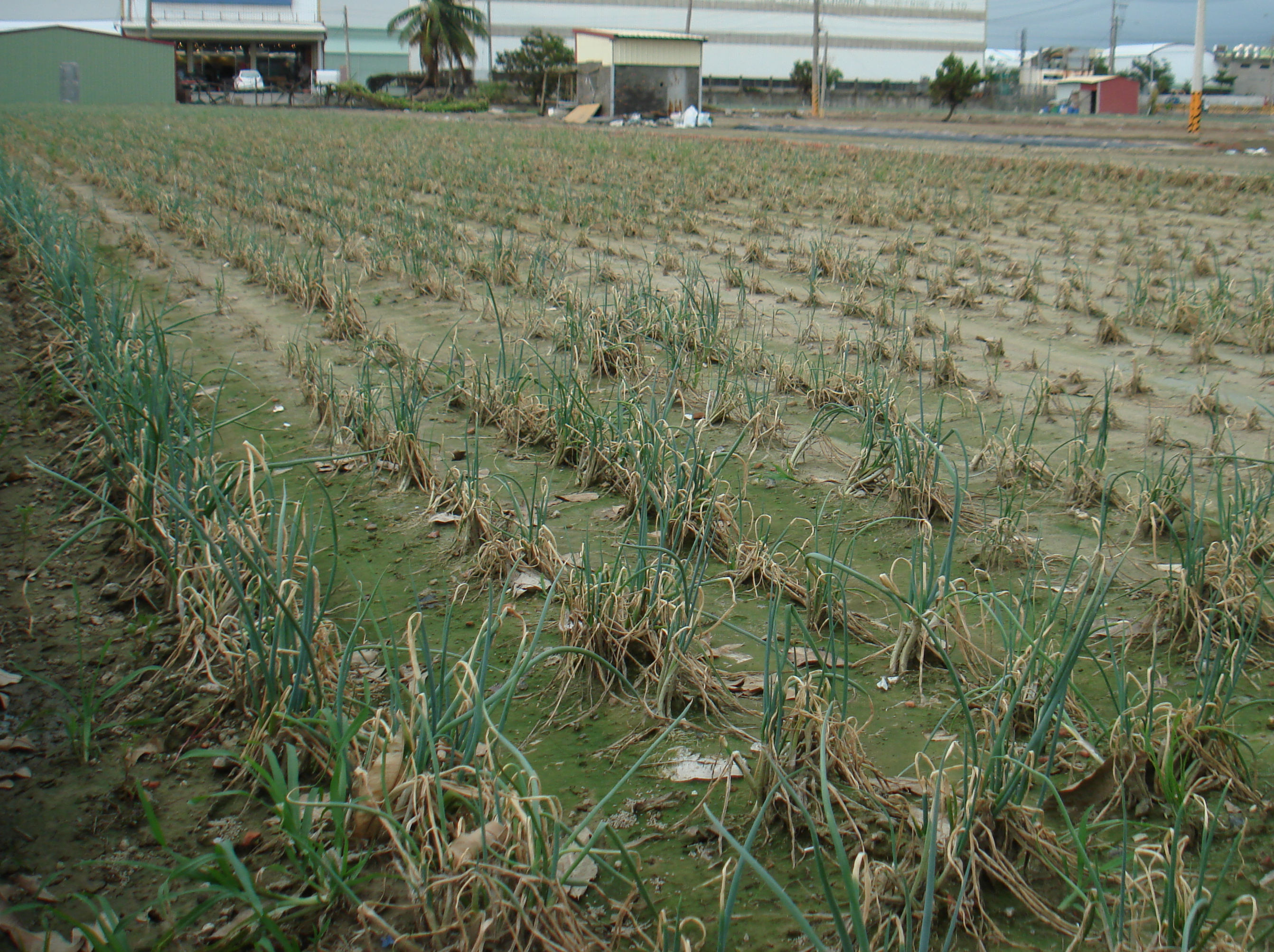 豪雨過後田區仍處於高溫高濕條件，作物易遭受軟腐病危害(青蔥)。