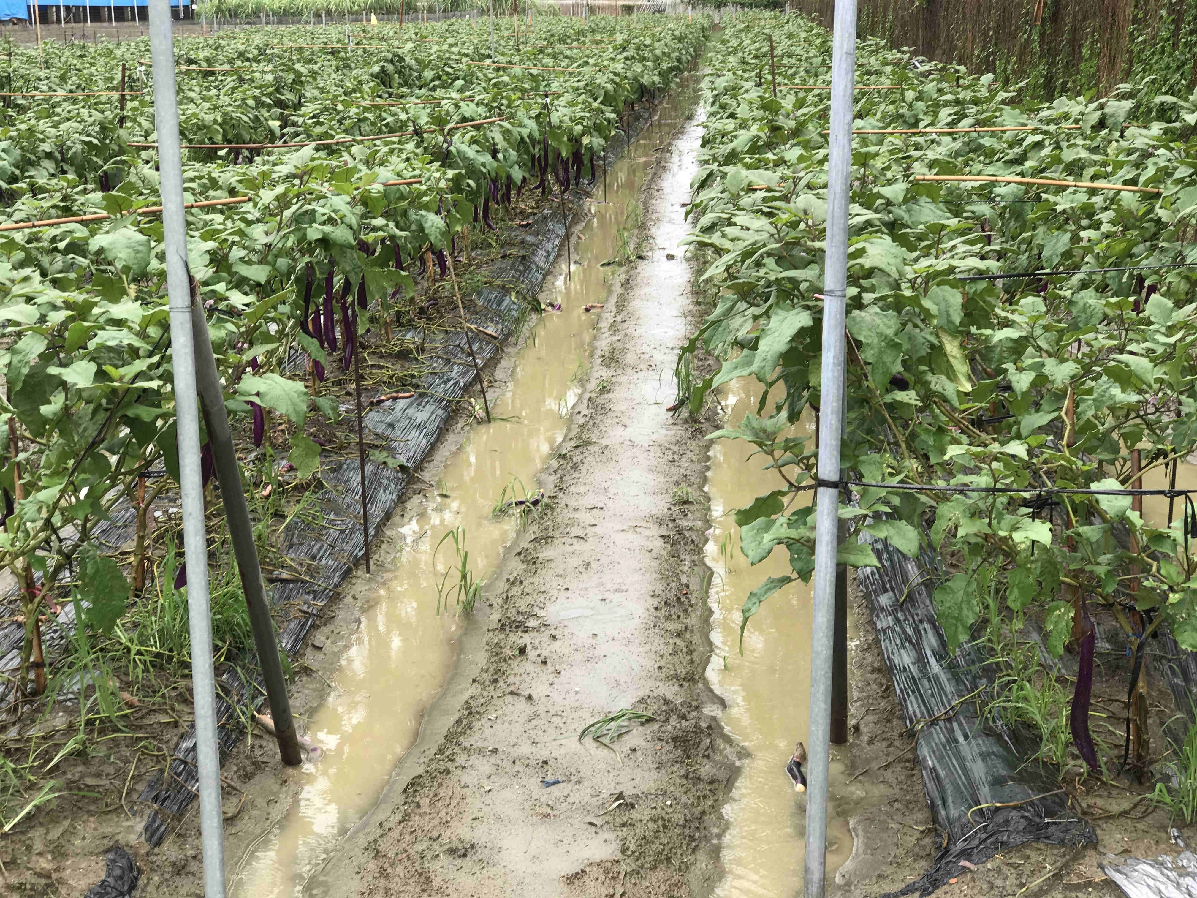 豪雨過後，田區積水應儘快排除，避免根部受損，亦可減少病菌危害。