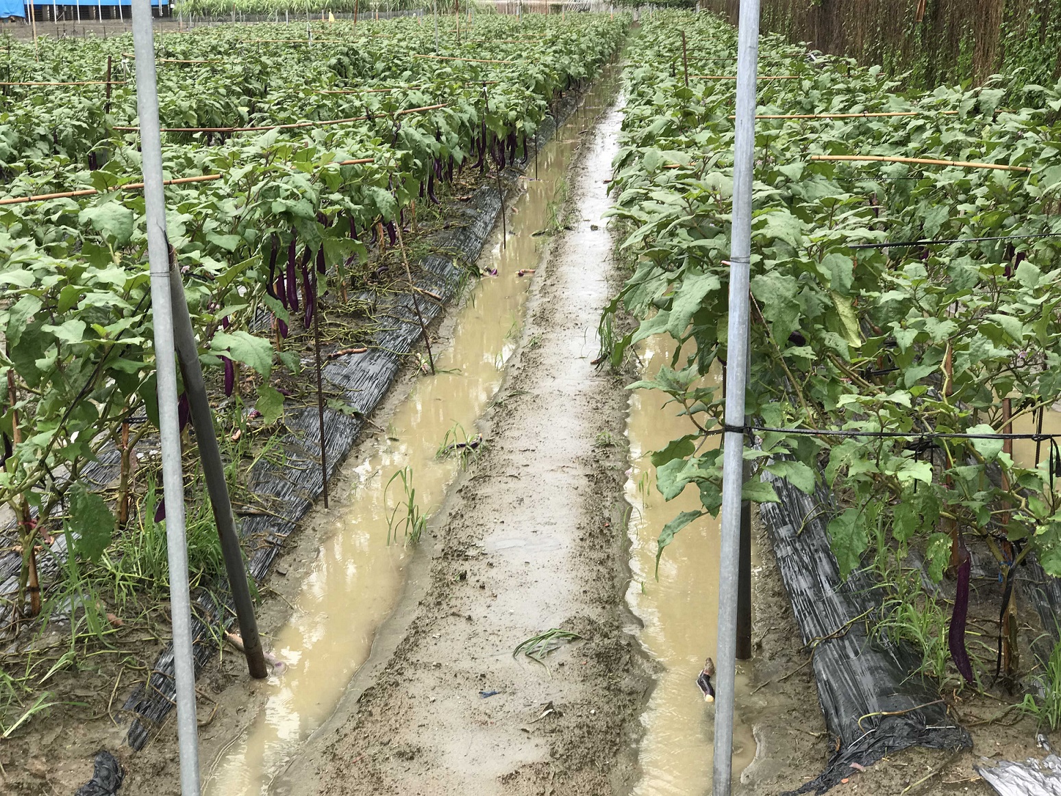 豪雨過後，田區積水應儘快排除，避免根部受損，亦可減少病菌危害。