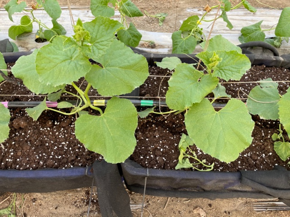 利用地下水進行滴灌生產作物時需注意鈣及鎂含量，以避免造成管路阻塞(圖為利用滴灌系統生產洋香瓜)