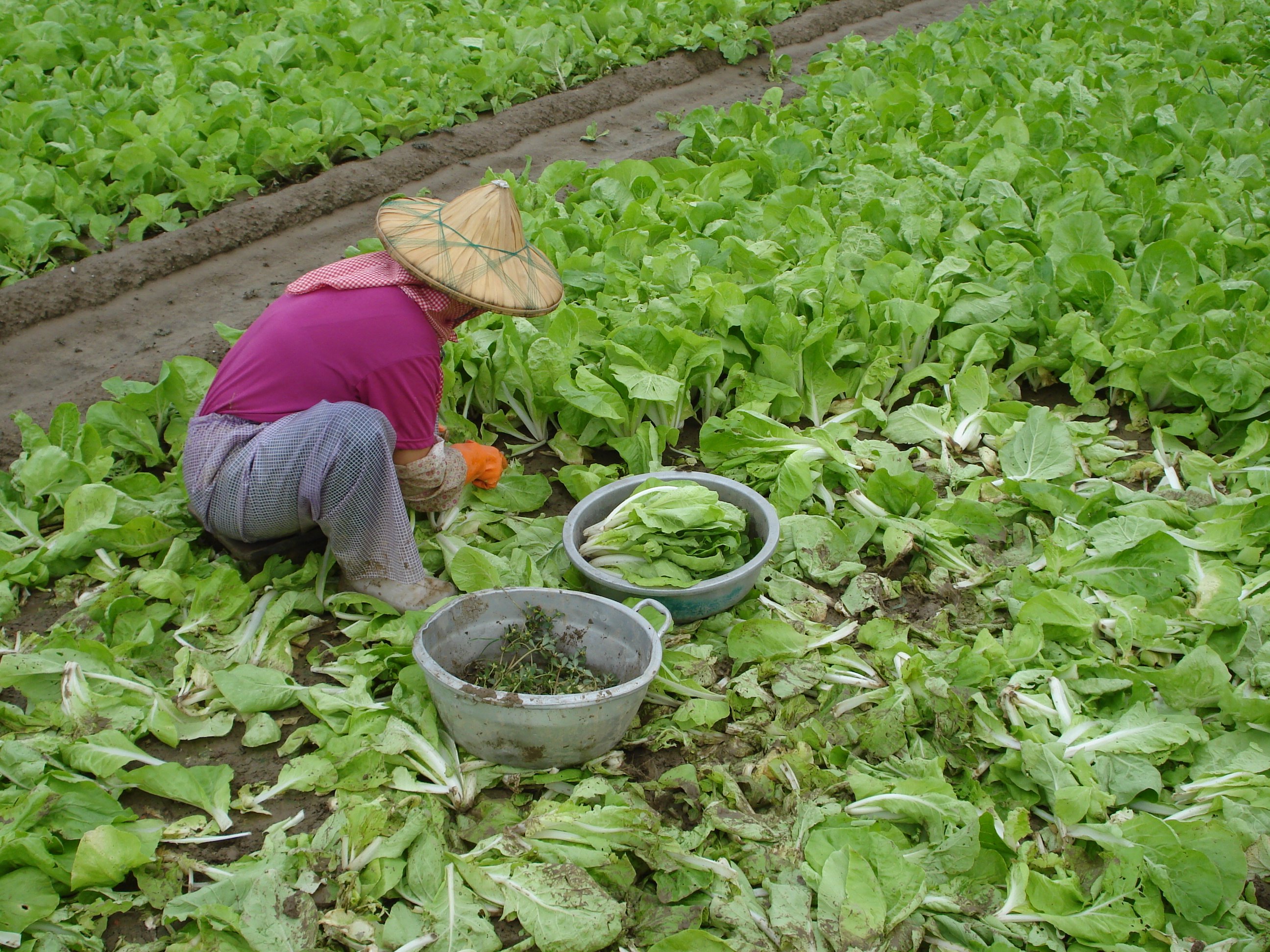 葉菜類蔬菜較不耐風雨，颱風來前應儘快採收。