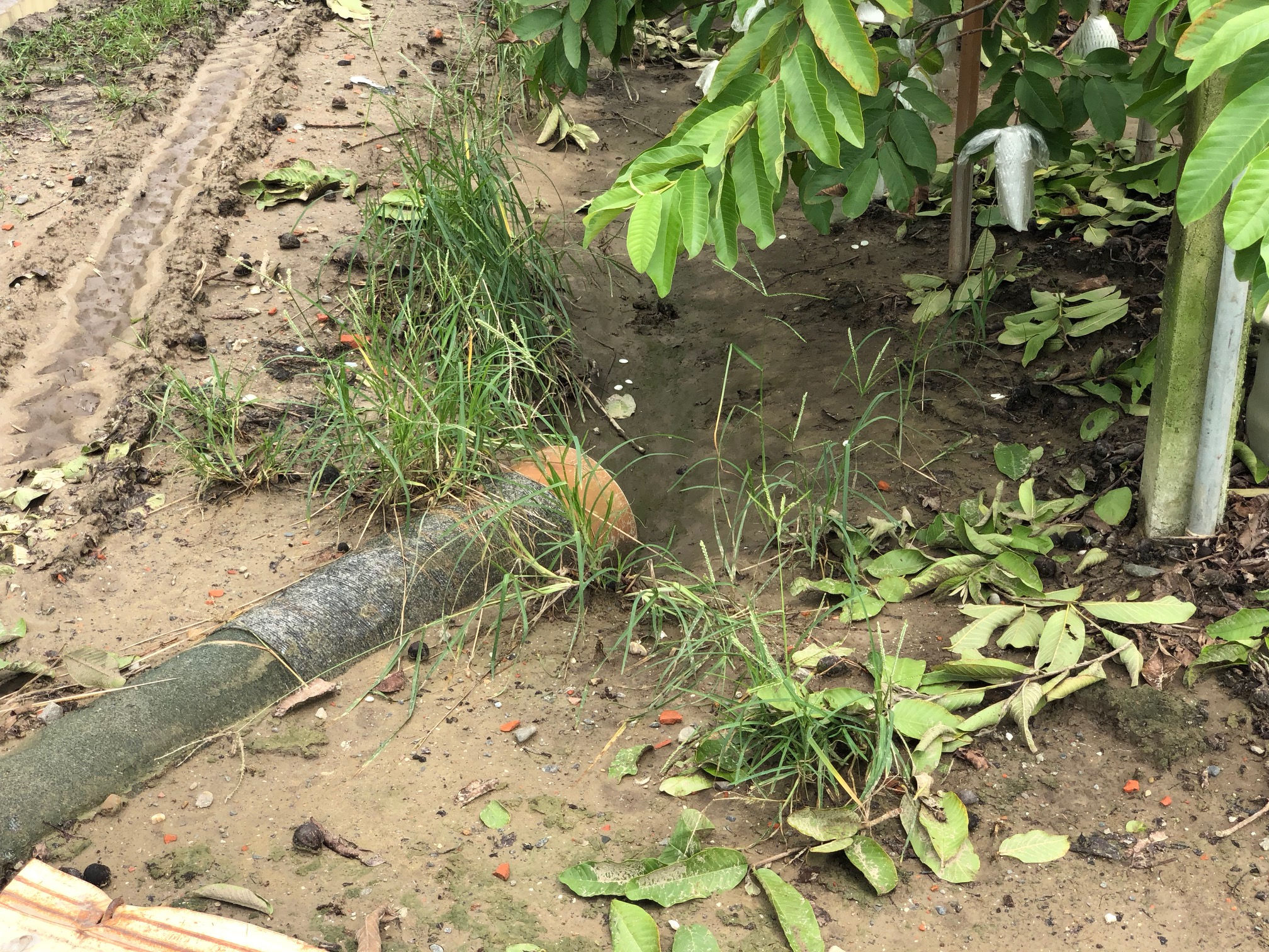 豪大雨過後應確保田區排水溝暢通，以利排水，避免造成植株衰亡或腐爛。