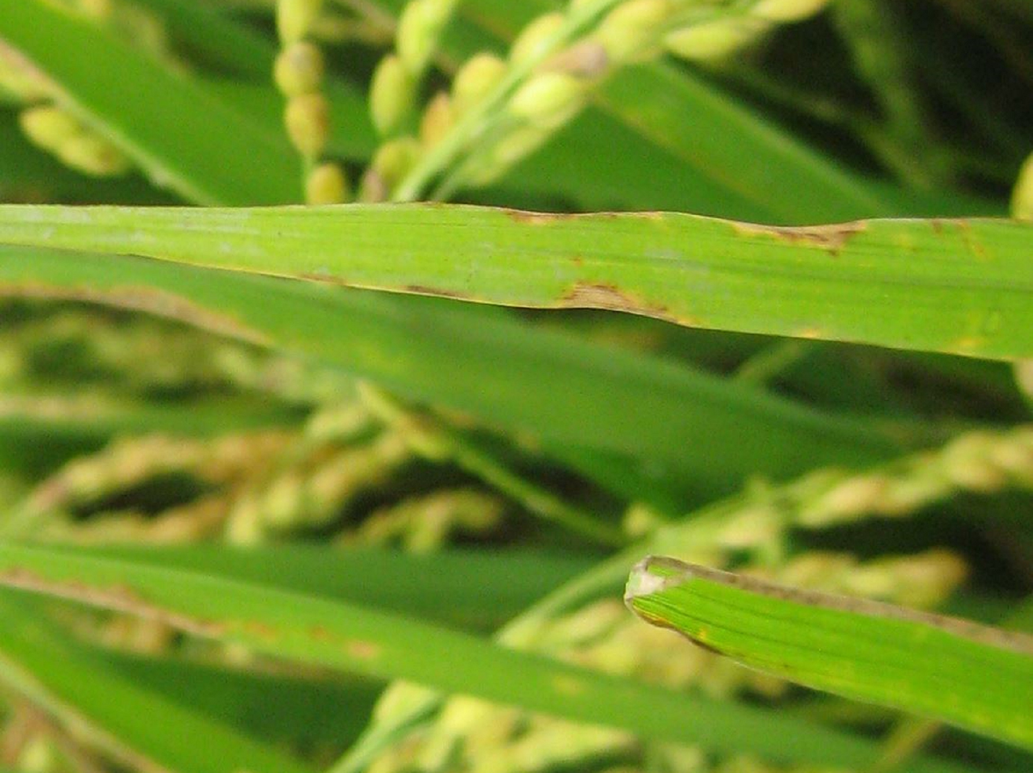 水稻白葉枯病發病初期，葉緣形成水浸狀小斑