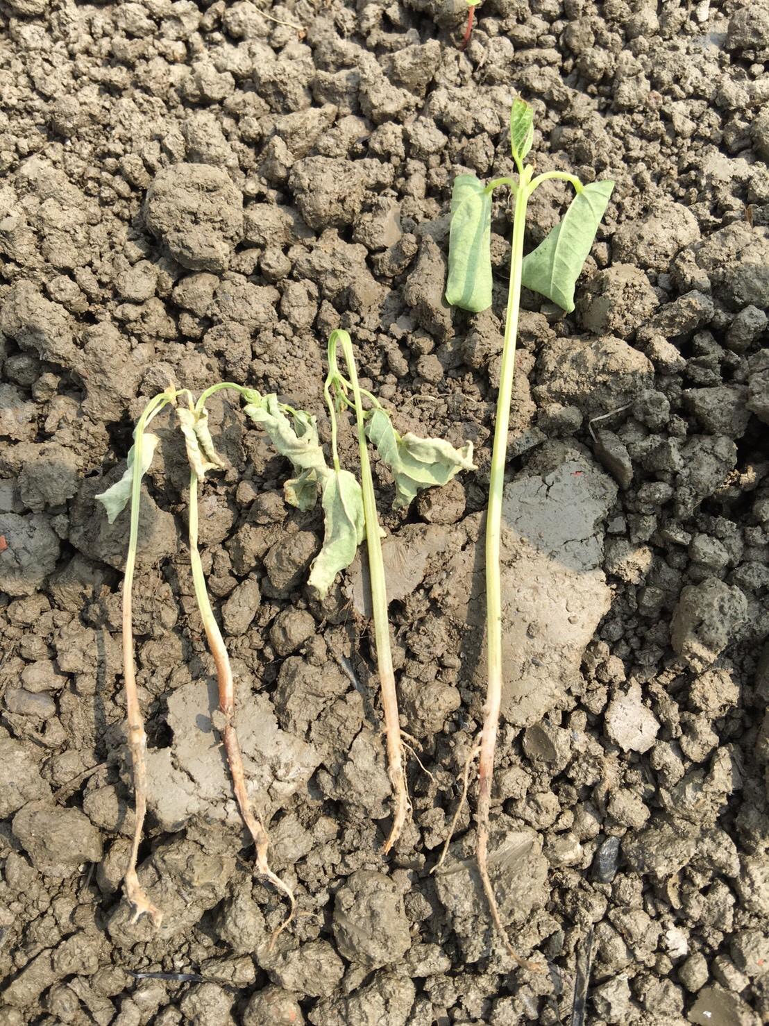 紅豆苗期受白絹病或立枯病菌感染後發生根腐病徵