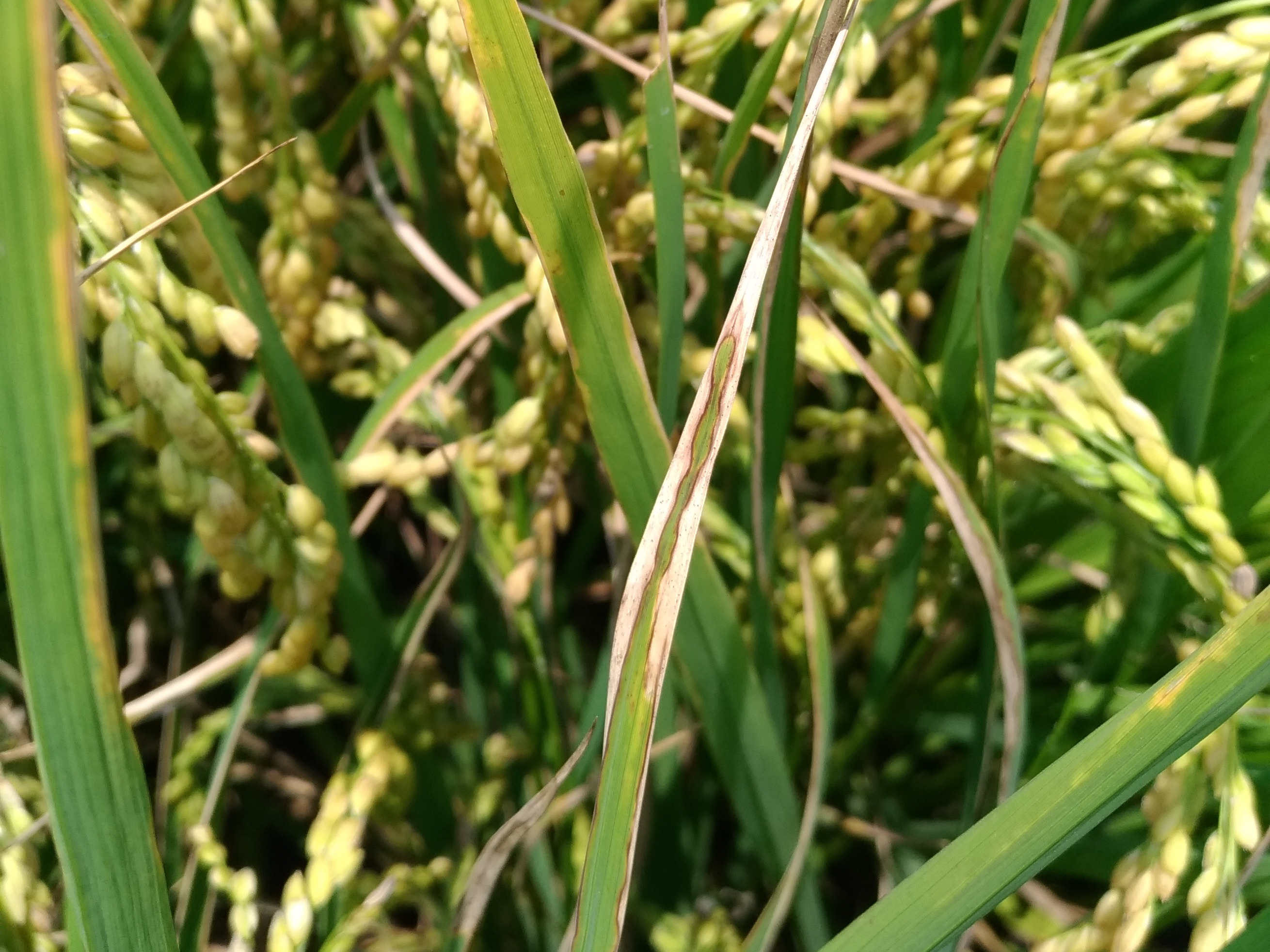 颱風過後可能導致水稻白葉枯病大發生