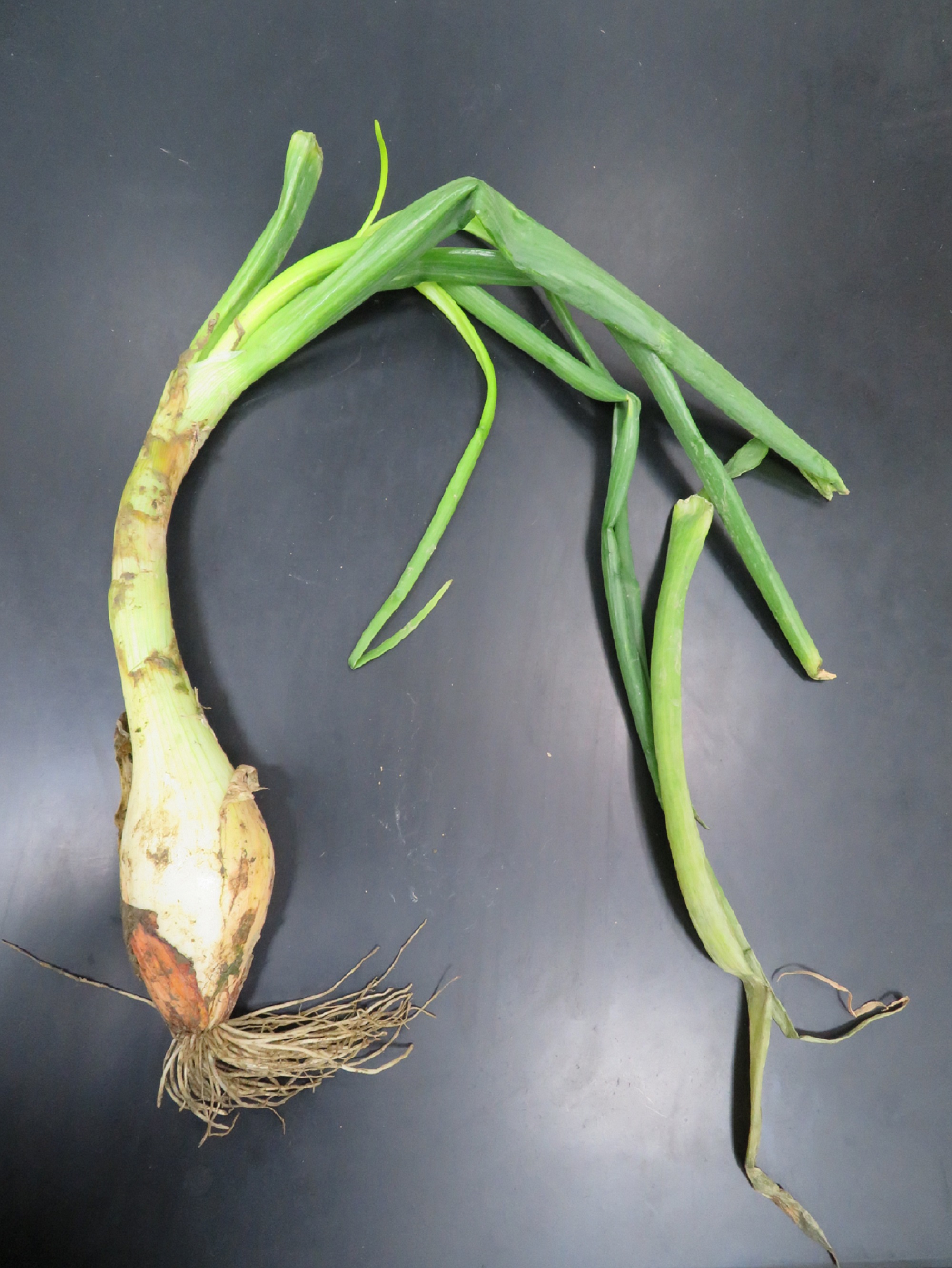 炭疽病菌可能造成洋蔥生育期發生葉鞘彎曲症狀
