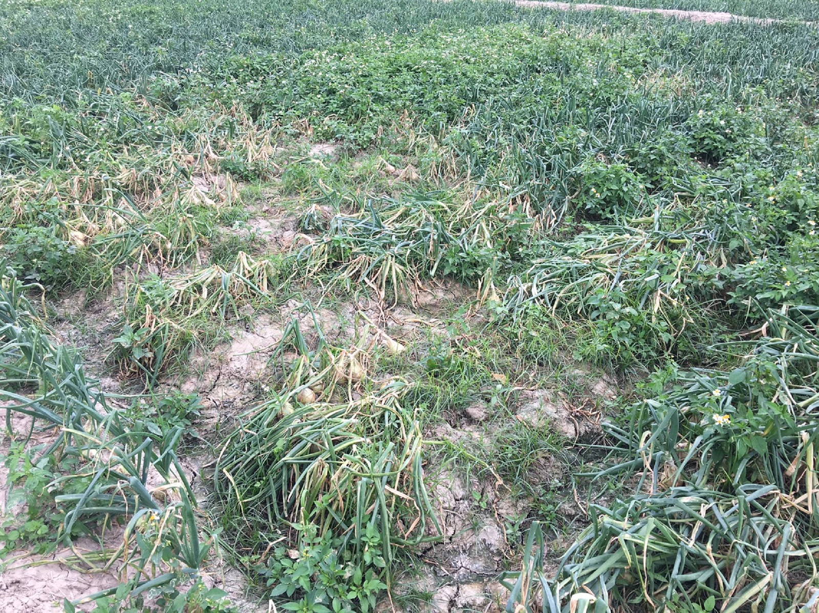 洋蔥感染炭疽病造成葉片褐化萎凋，植株乾枯