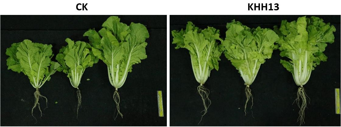 施用貝萊斯芽孢桿菌KHH13可有效促進小白菜(尼龍白菜)生長