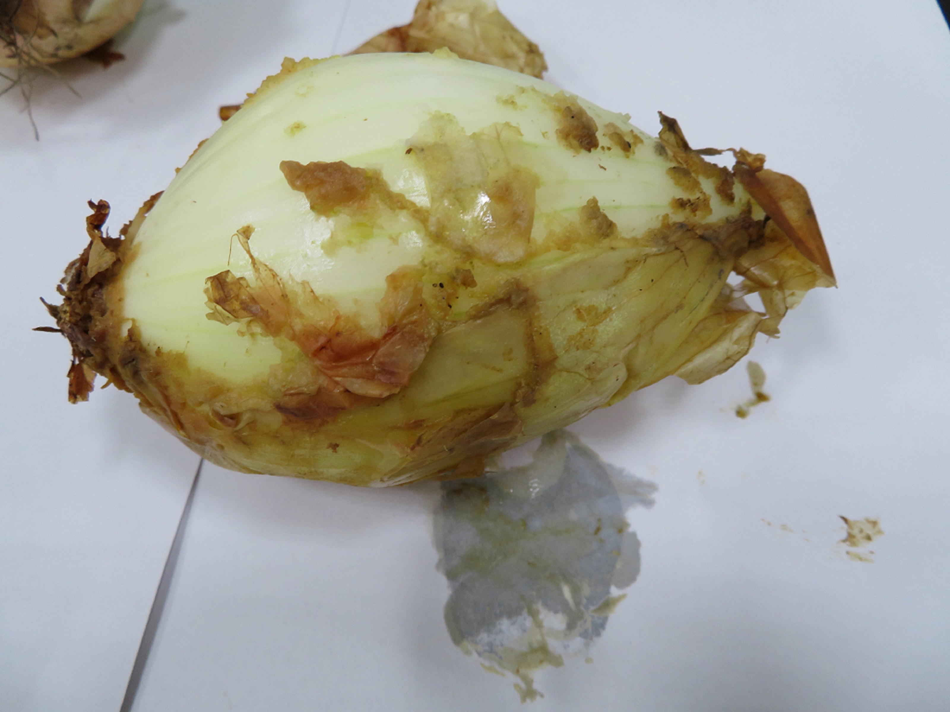 儲運過程中發生軟腐病，造成蔥球鱗葉軟爛