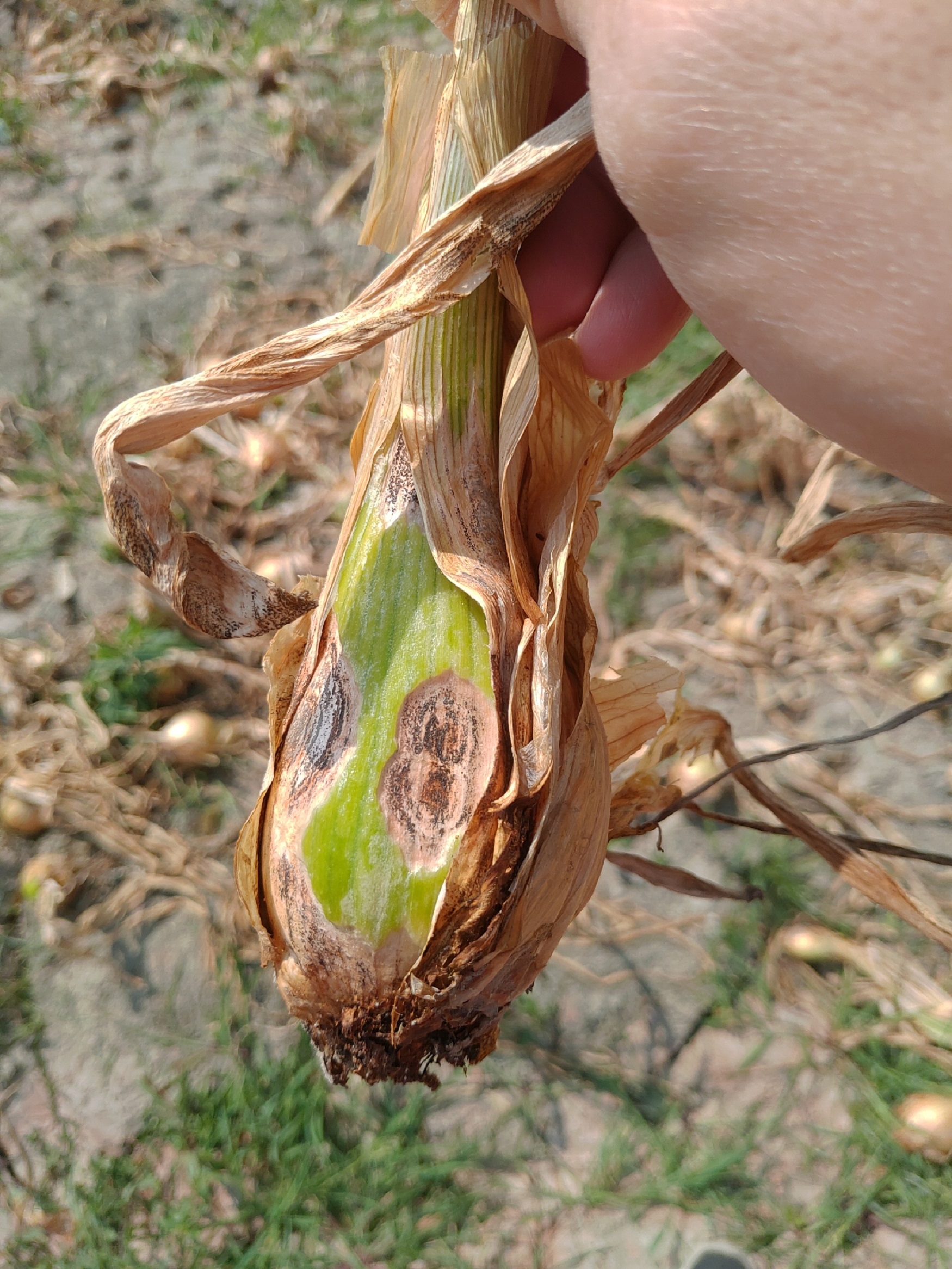 炭疽病造成的褐色乾枯斑塊