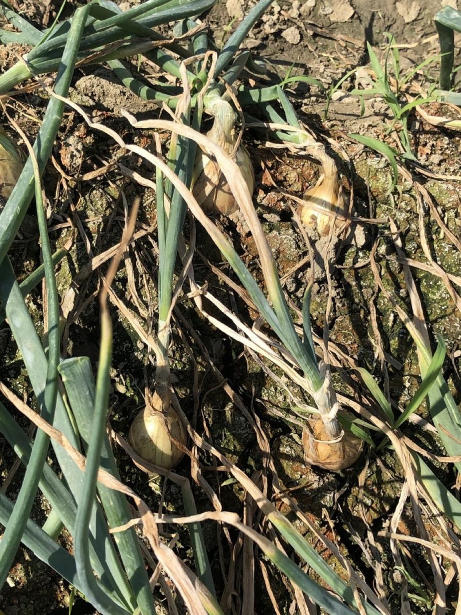 黃萎病造成植株葉片黃化萎凋