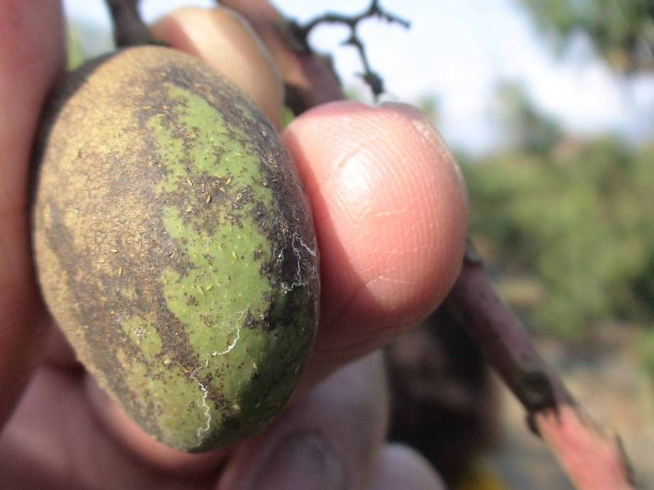 小黃薊馬危害幼果