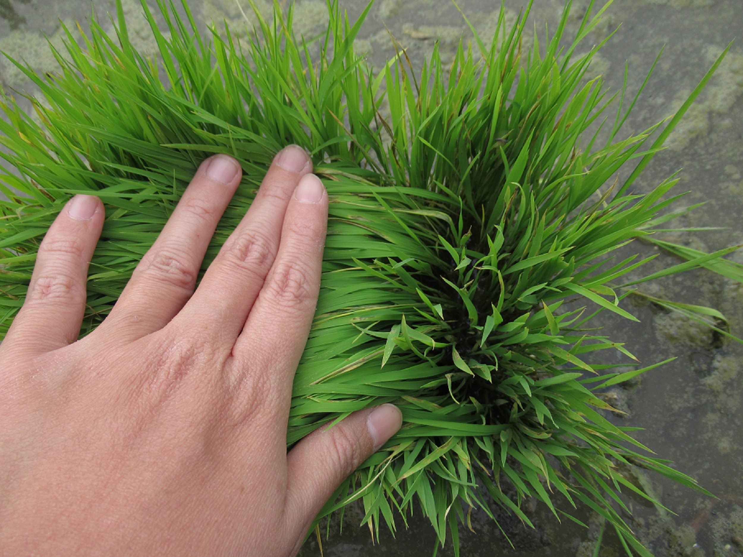 檢視剩餘秧苗發病情形，可做為防治時機參考