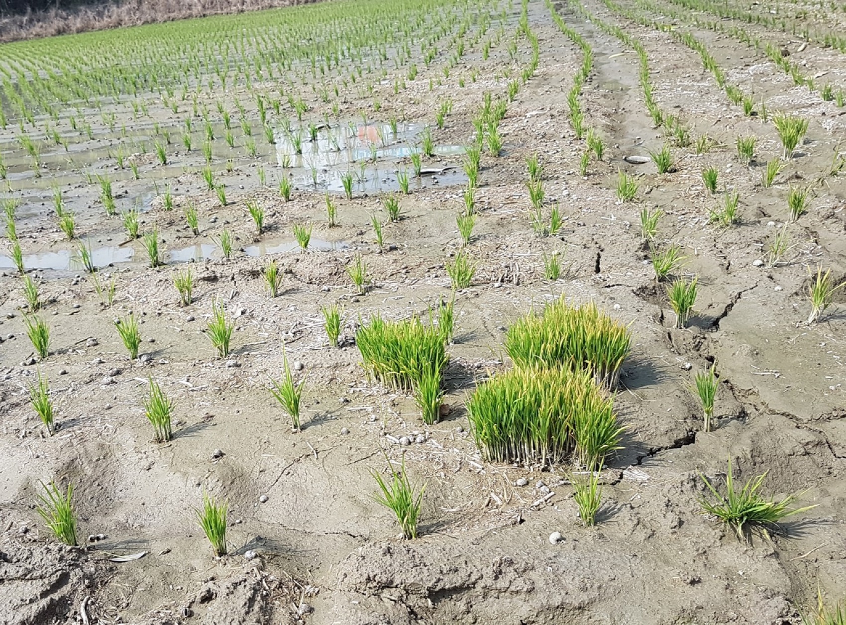 田邊剩餘秧苗常較早發病，若已出現病斑可即時進行預防