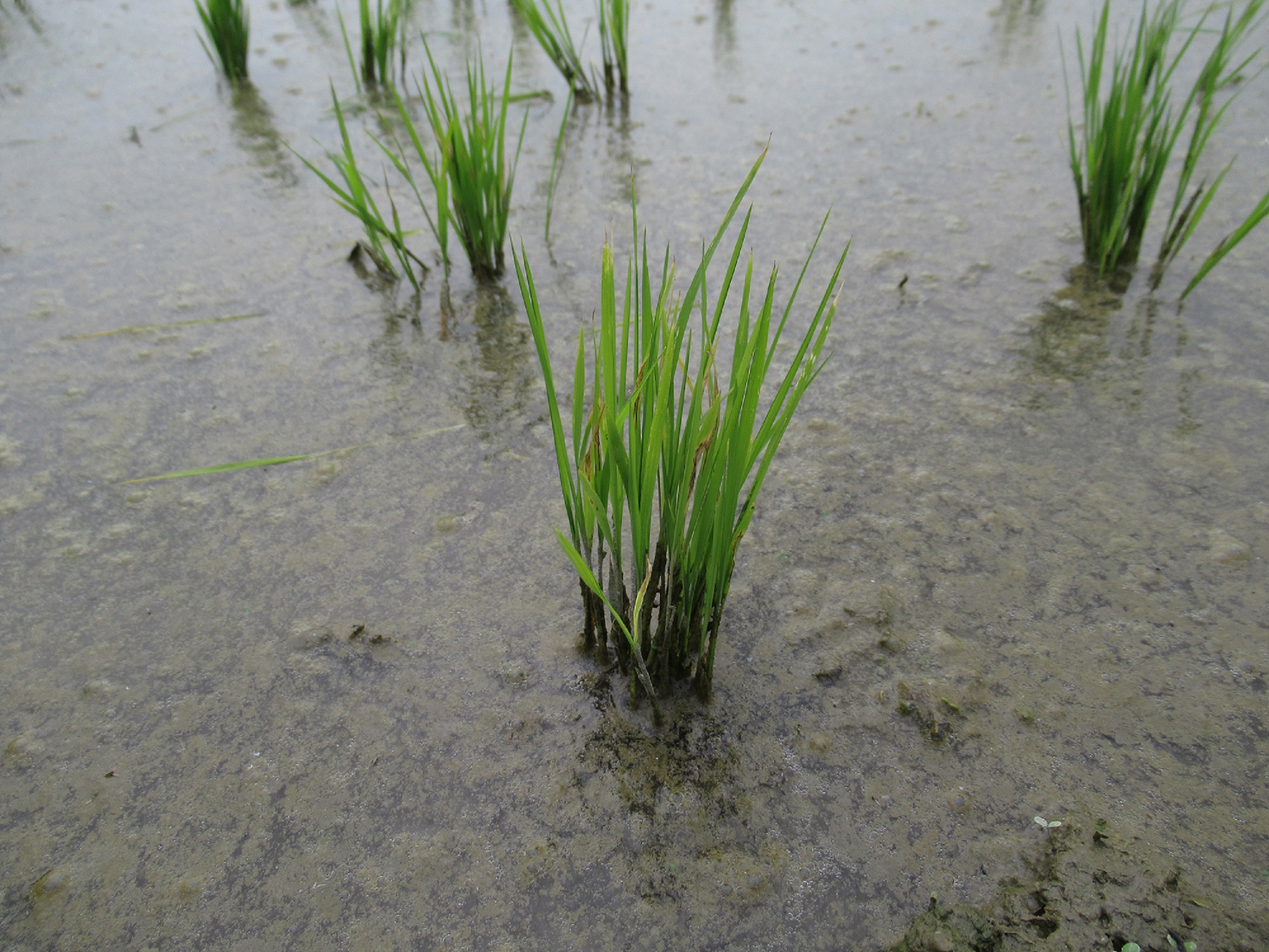 田間稻株受害情形