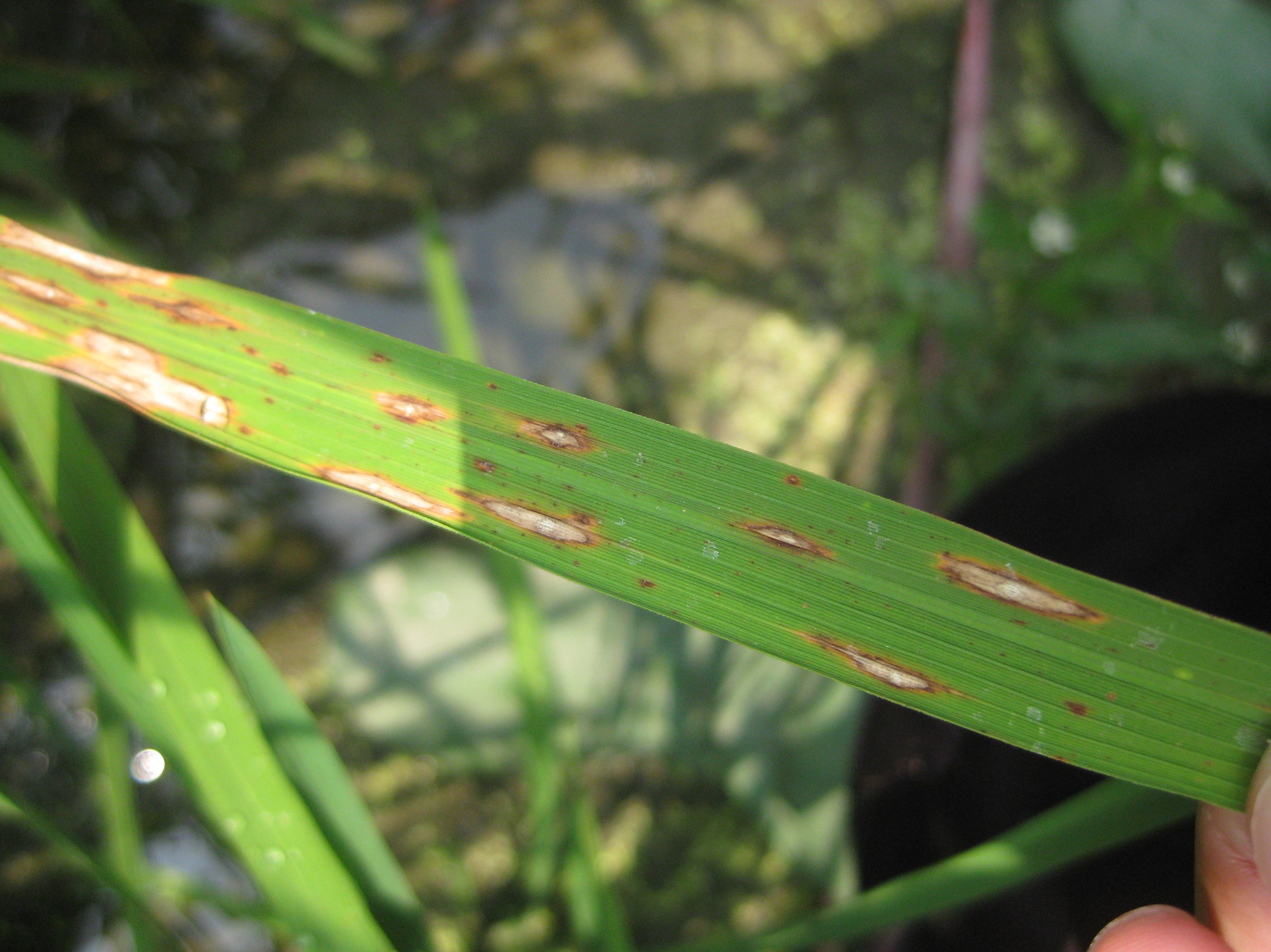 水稻葉稻熱病之紡錘形病斑