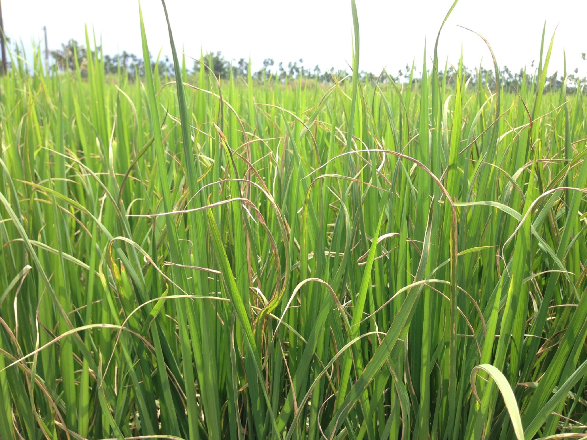受水稻白葉枯病危害導致葉片乾枯
