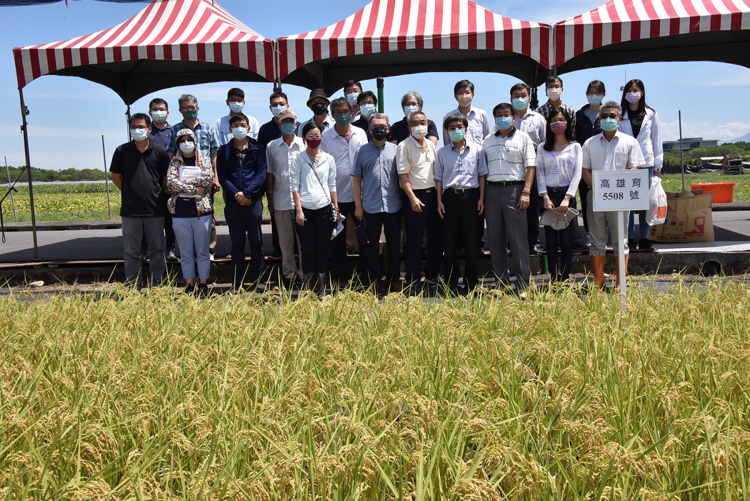 水稻新品種「臺大高雄1號」於111年5月20日經專家學者審查通過。