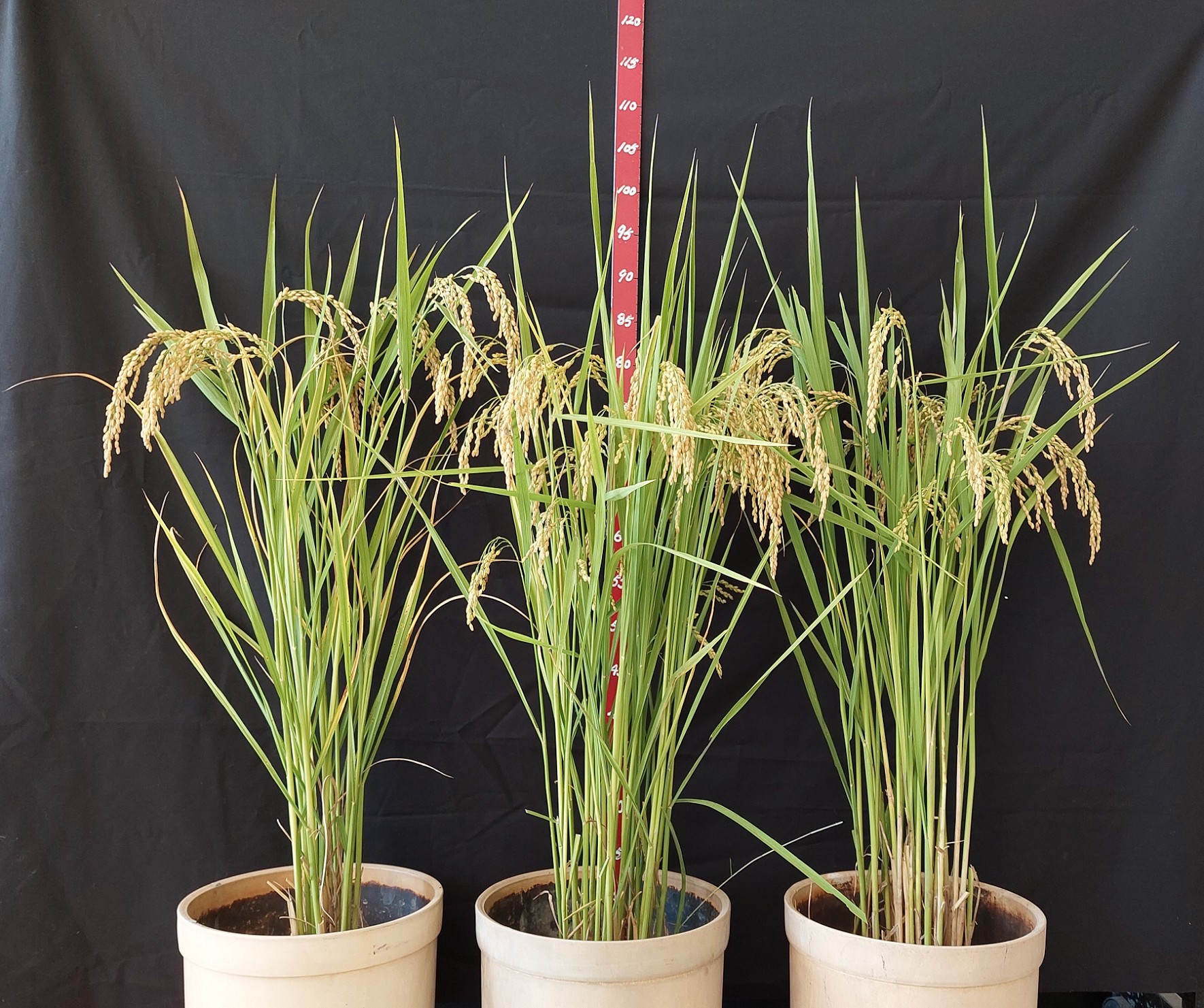 臺大高雄1號（中）與對照品種臺稉9號（左）及輪迴親高雄145號（右）的株型比較。