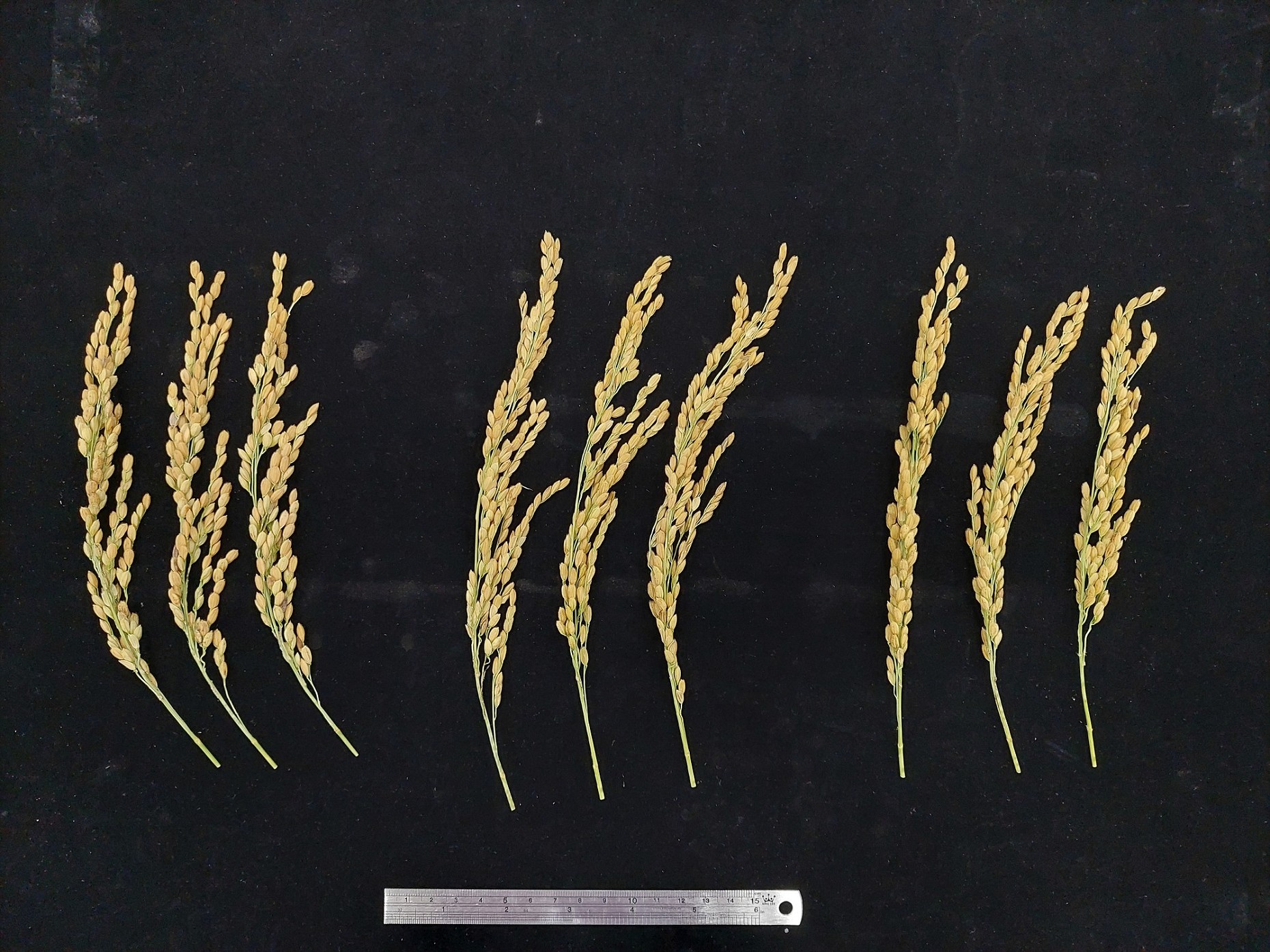 臺大高雄1號（中）與對照品種臺稉9號（左）及輪迴親高雄145號（右）的穗型比較。