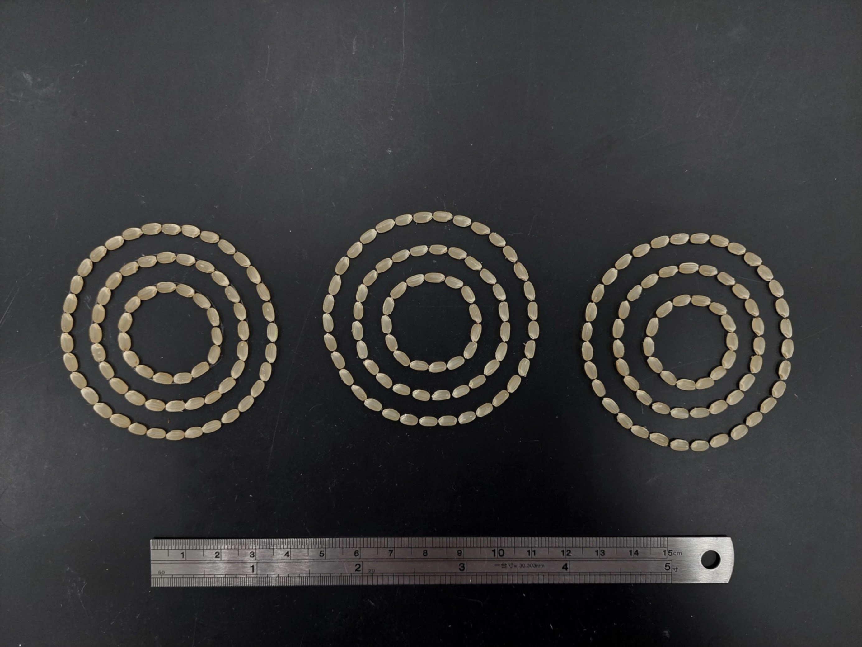 臺大高雄1號（中）與對照品種臺稉9號（左）及輪迴親高雄145號（右）的糙米外觀。
