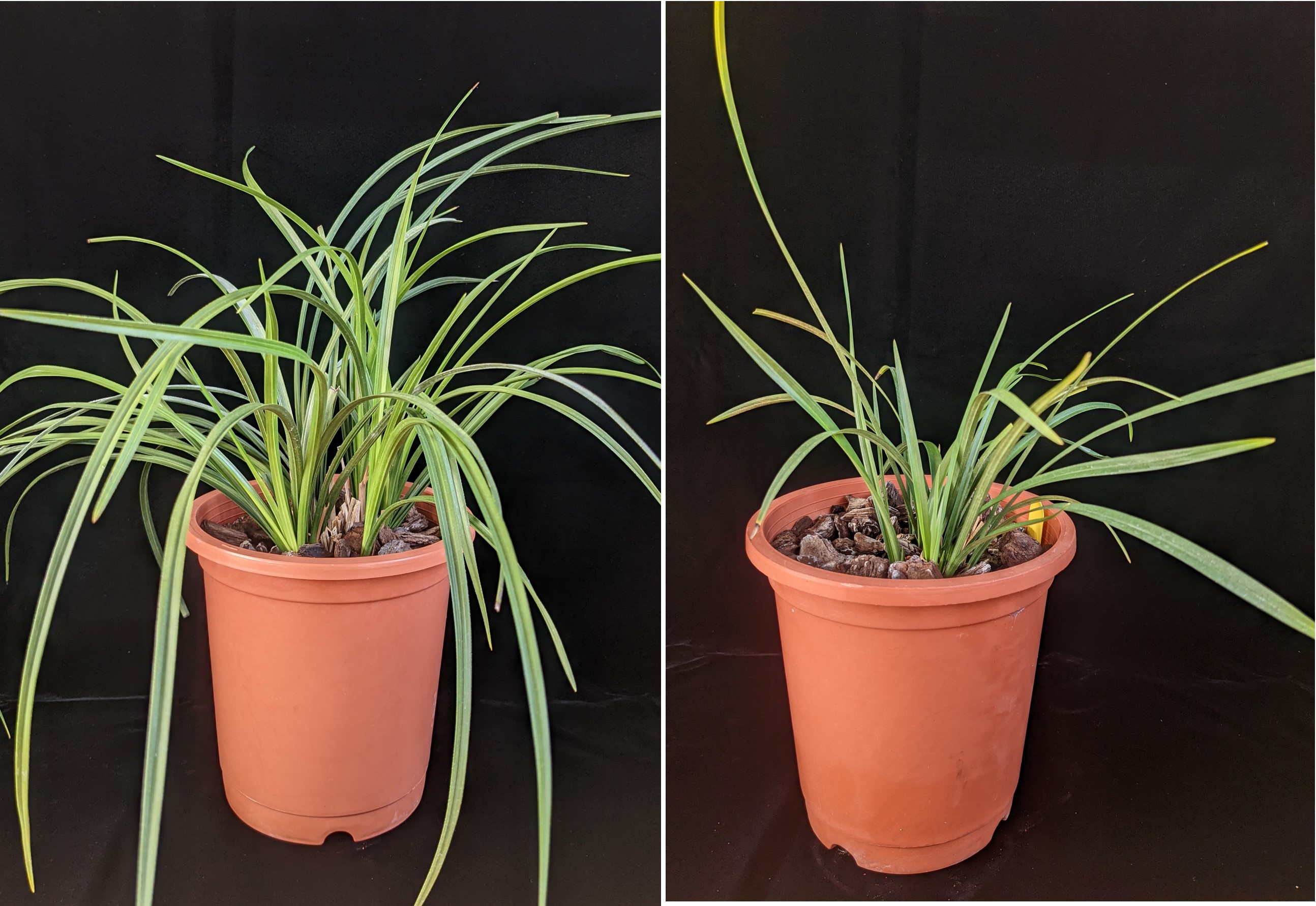 不同春蘭品種幼年期，葉子外觀型態差異不大