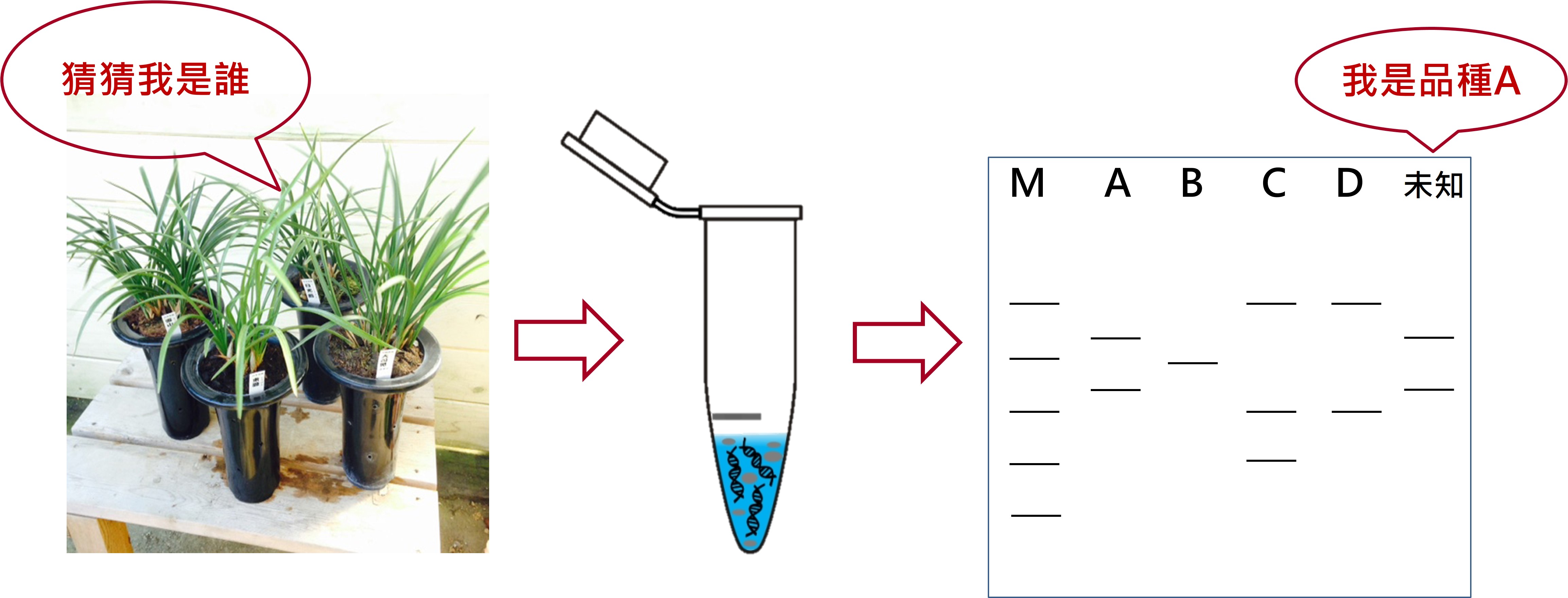 春蘭品種核酸鑑定流程