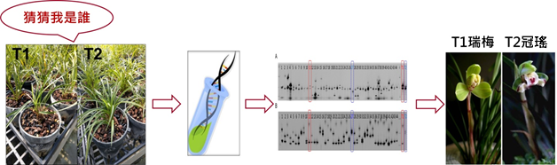 藉由核酸圖譜鑑定未知春蘭品種分別為瑞梅和冠瑤