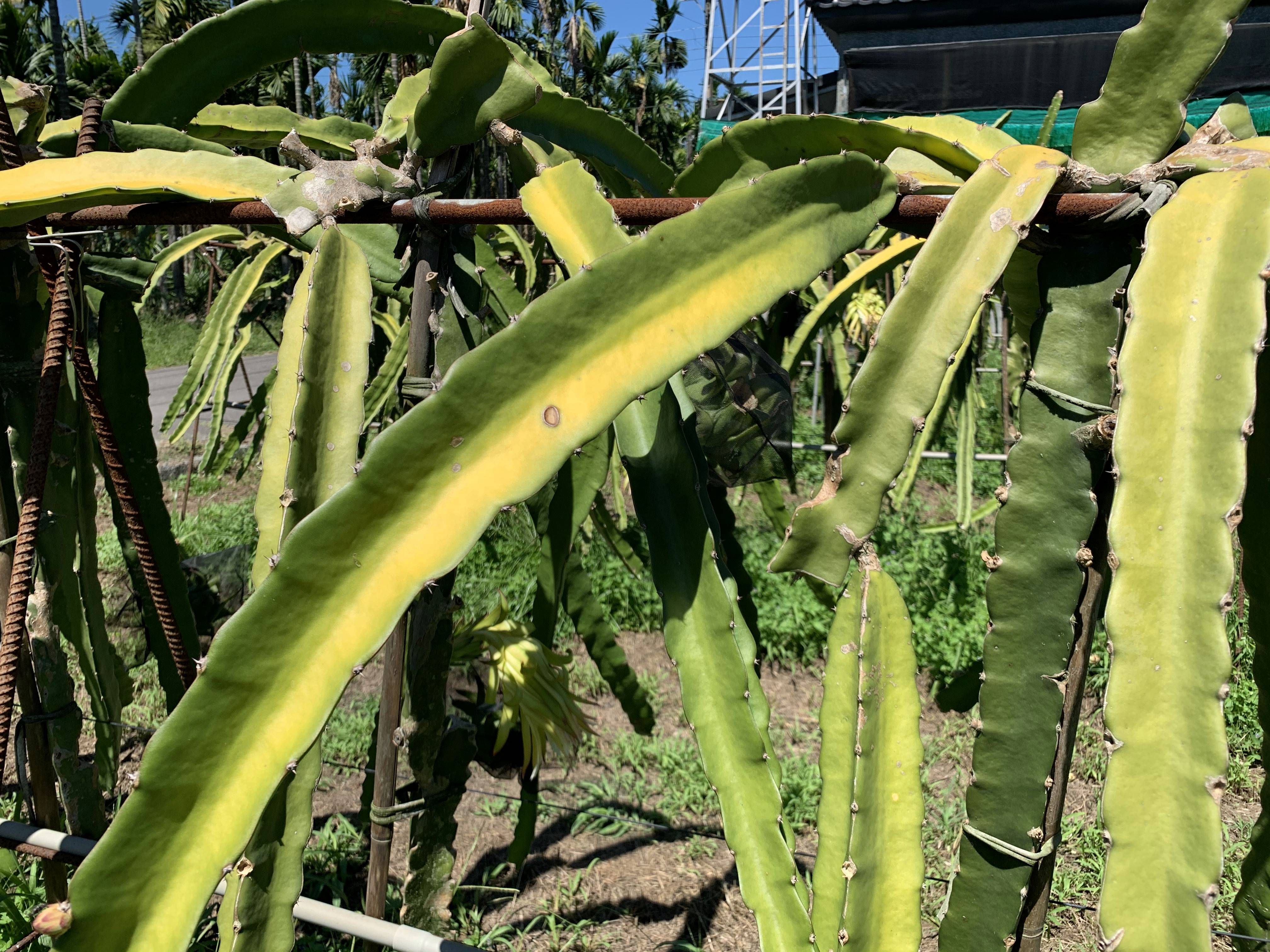 圖2.紅龍果會受到高溫強光影響，發生枝條黃化情形。